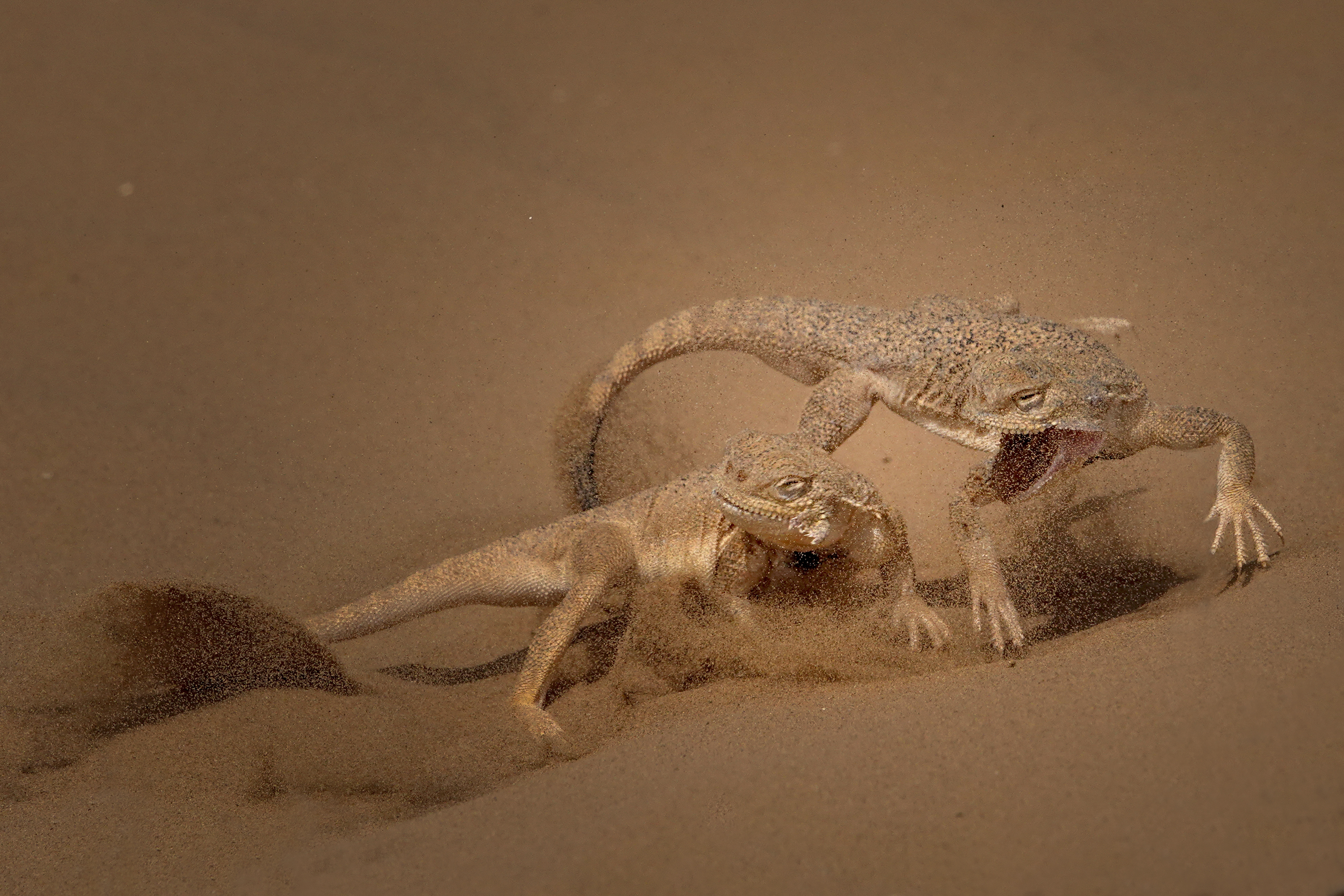 © Svetlana Ivavnenko-Fight-CUPOTY03-Animals-2nd.jpg