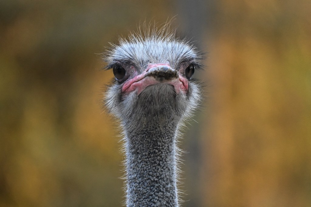 A Runaway Ostrich Choked Traffic on a Highway, Then Was Strangled to Death