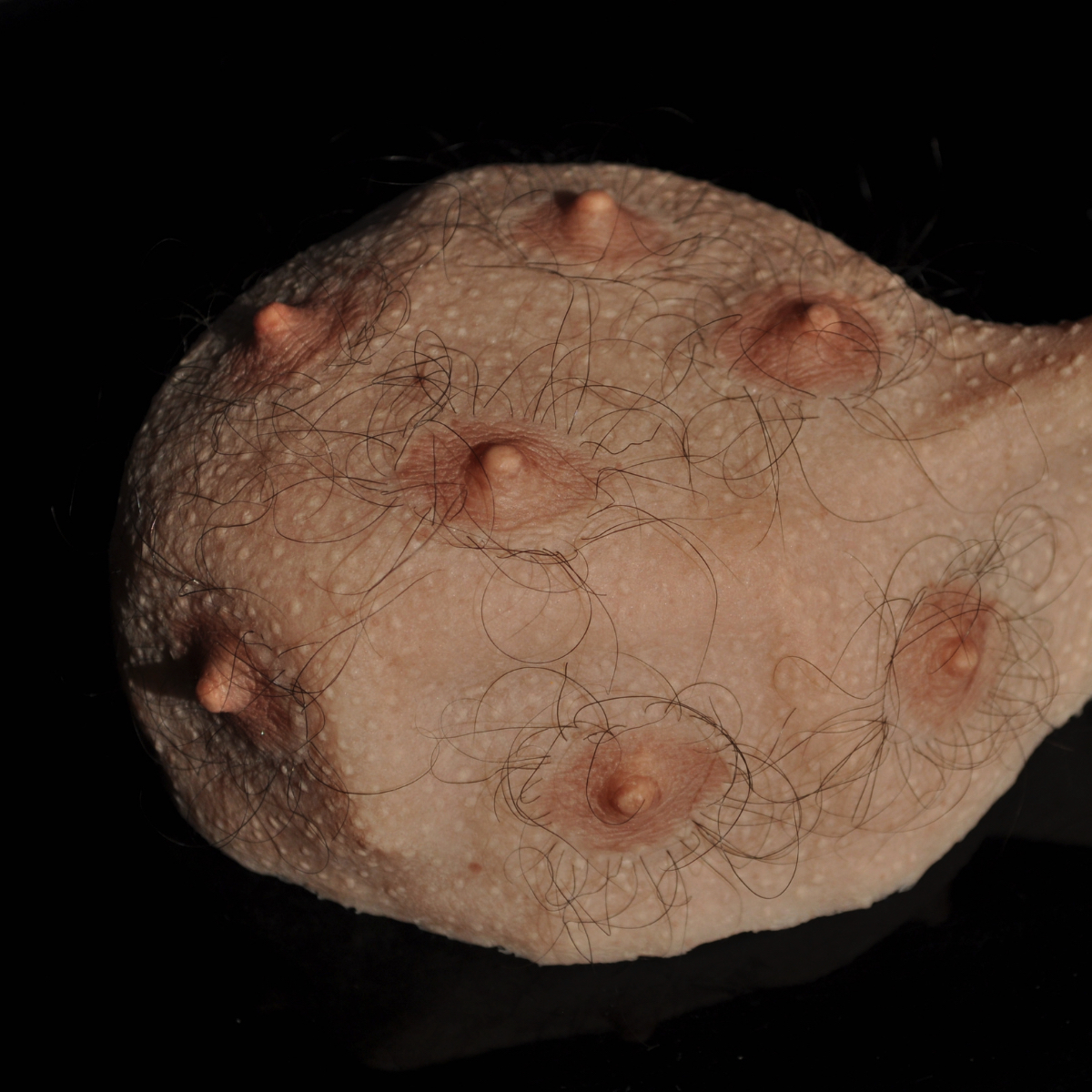 Matteo Ingrao, sculpture, art - Sculptural work, disembodied lump of human flesh covered in seven nipples, each surrounded by wiry strands of dark hair.