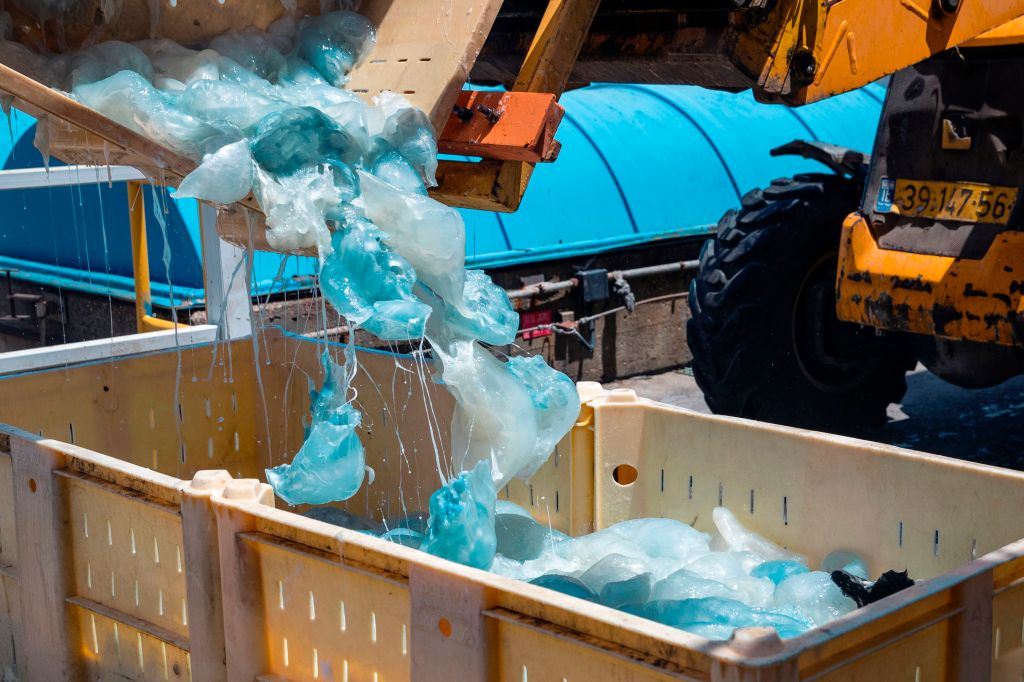 Jellyfish Keep Attacking Nuclear Power Plants