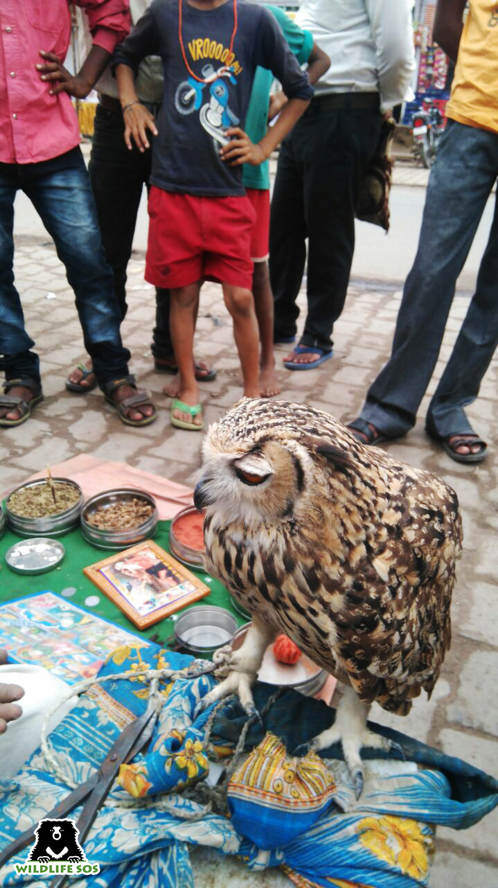 An Indian Eagle Owl rescued from tantrics in Agra.jpg