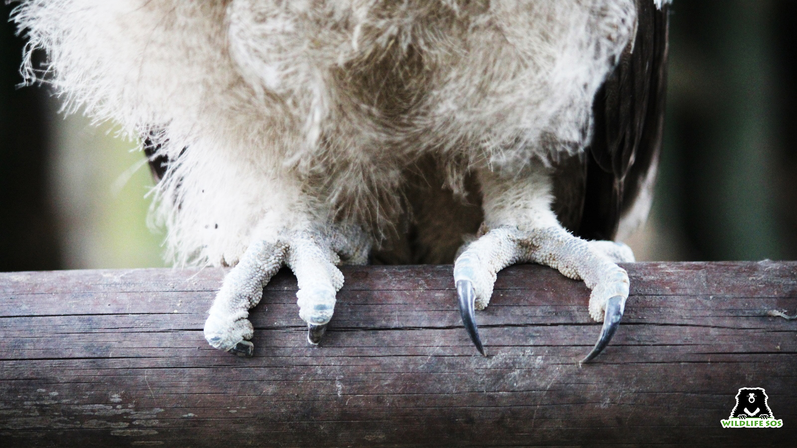 A Dusky eagle owl's who's claws trimmed off by poachers was rescued by Wildlife SOS .jpg
