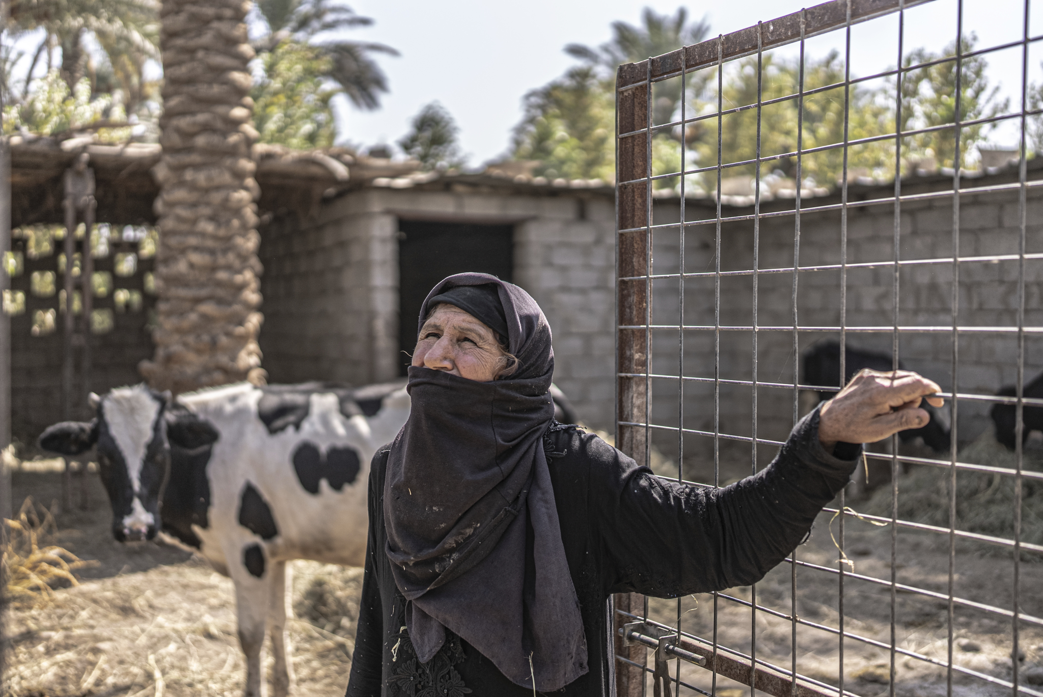 Climate crisis, Iraq - Photograph of a woman in traditional black dress stood near a metal fence, black and white cow in the background.