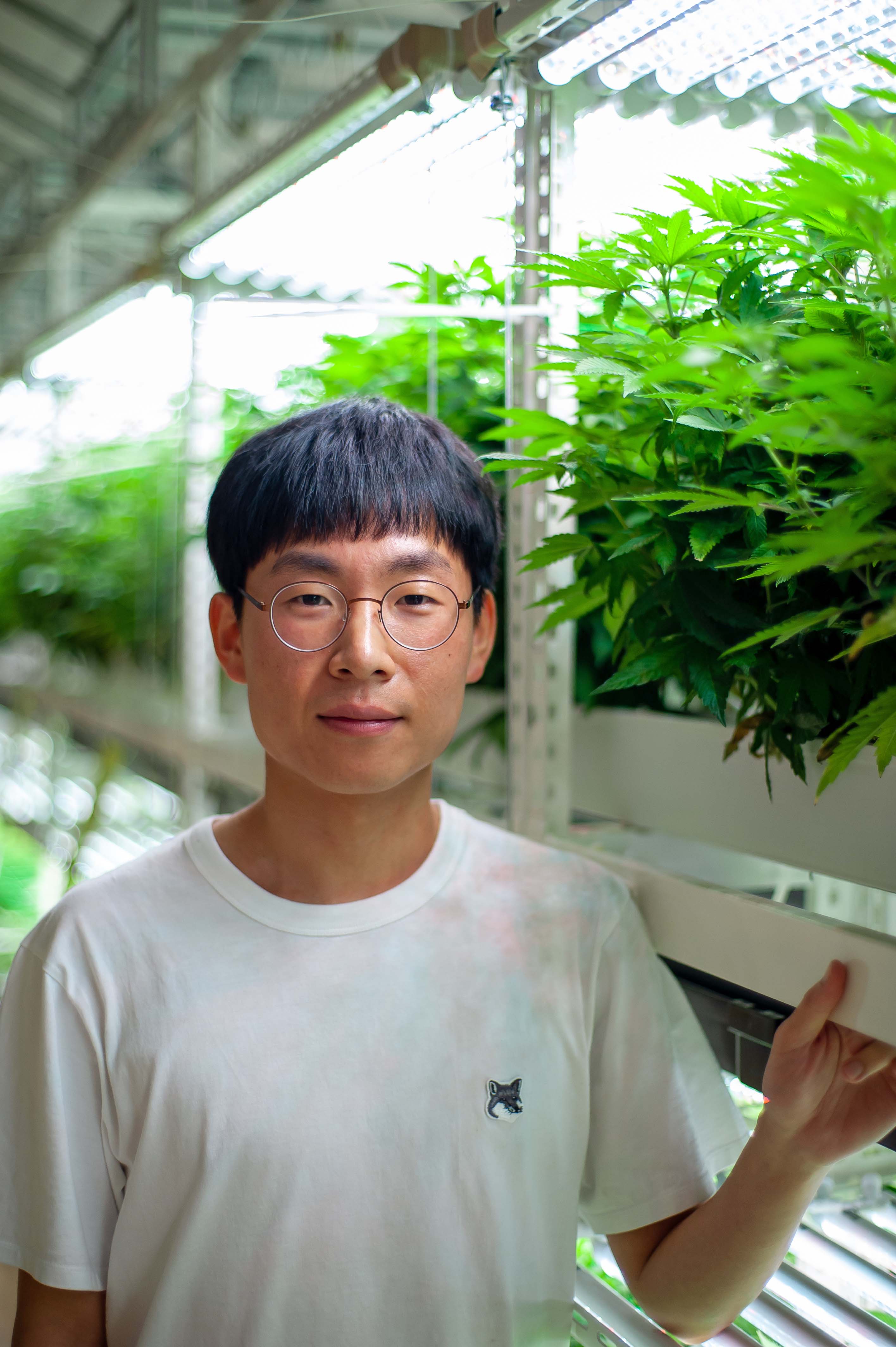 Cannabis, Hemp, Marijuana, Weed, Andong, South Korea