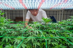 대마, 대마초, 헴프, 안동, 스마트팜, 경북산업용헴프 규제자유특구