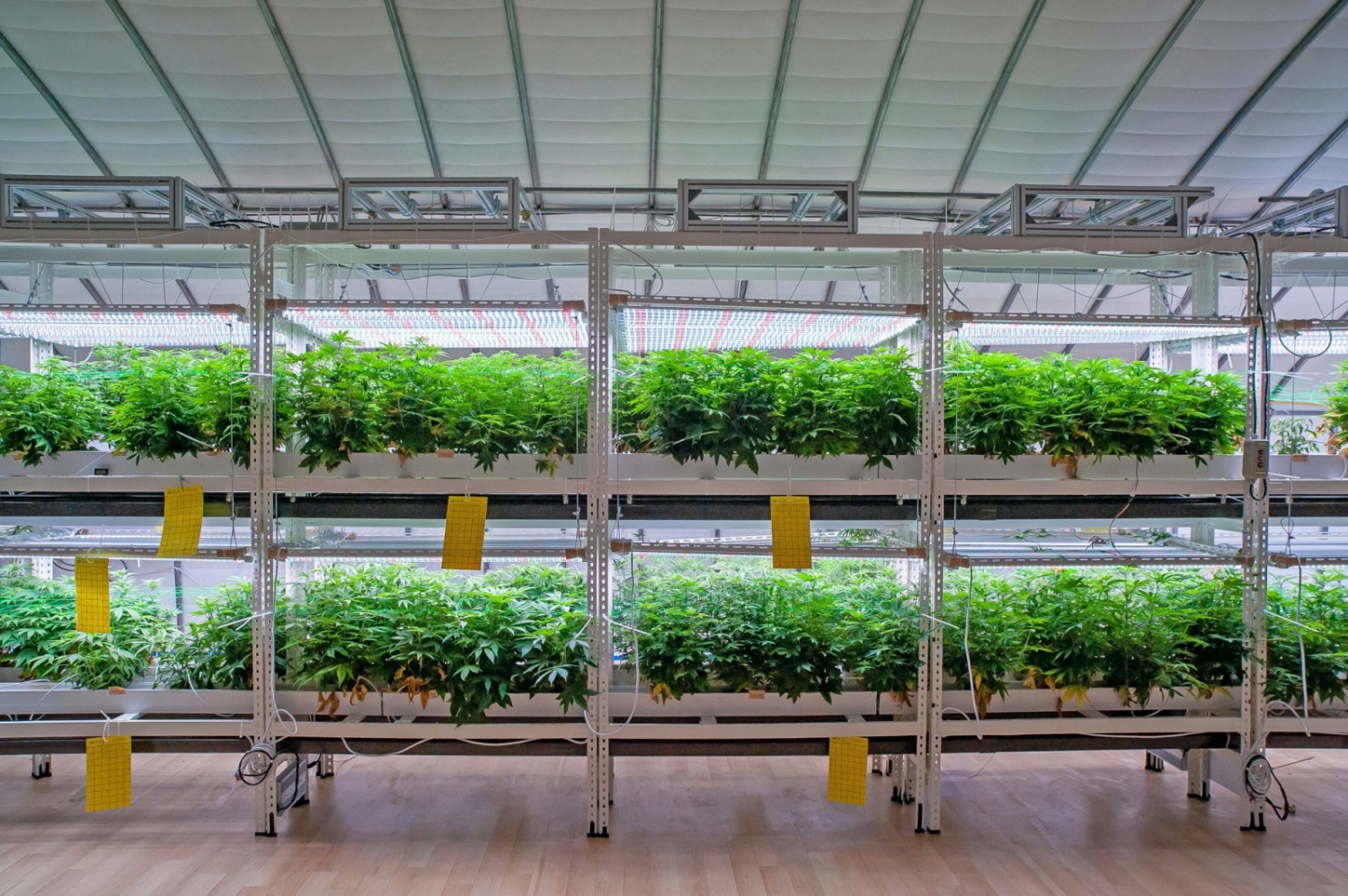 Cannabis, Hemp, Marijuana, Weed, Andong, South Korea
