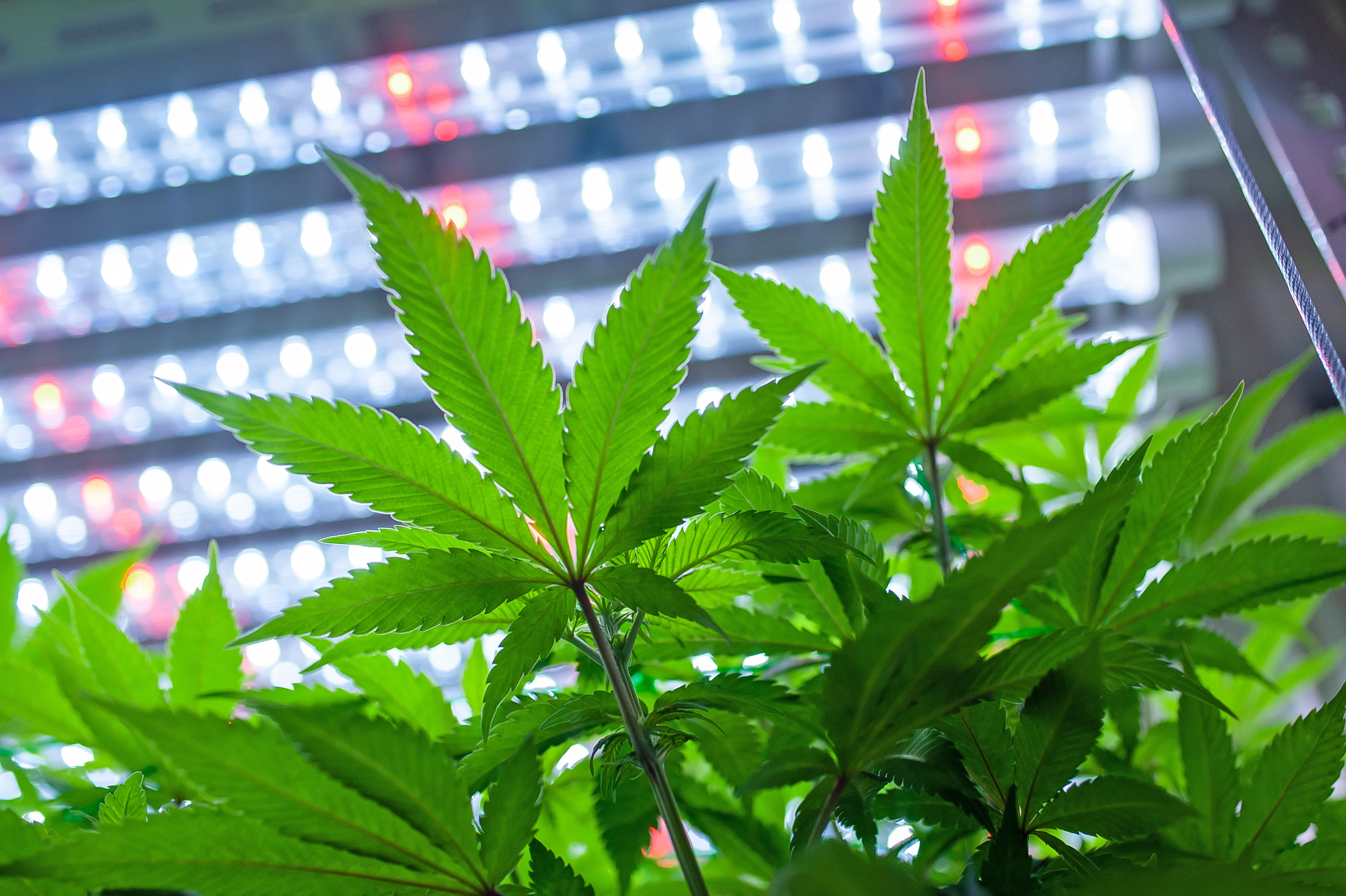 Cannabis, Hemp, Marijuana, Weed, Andong, South Korea