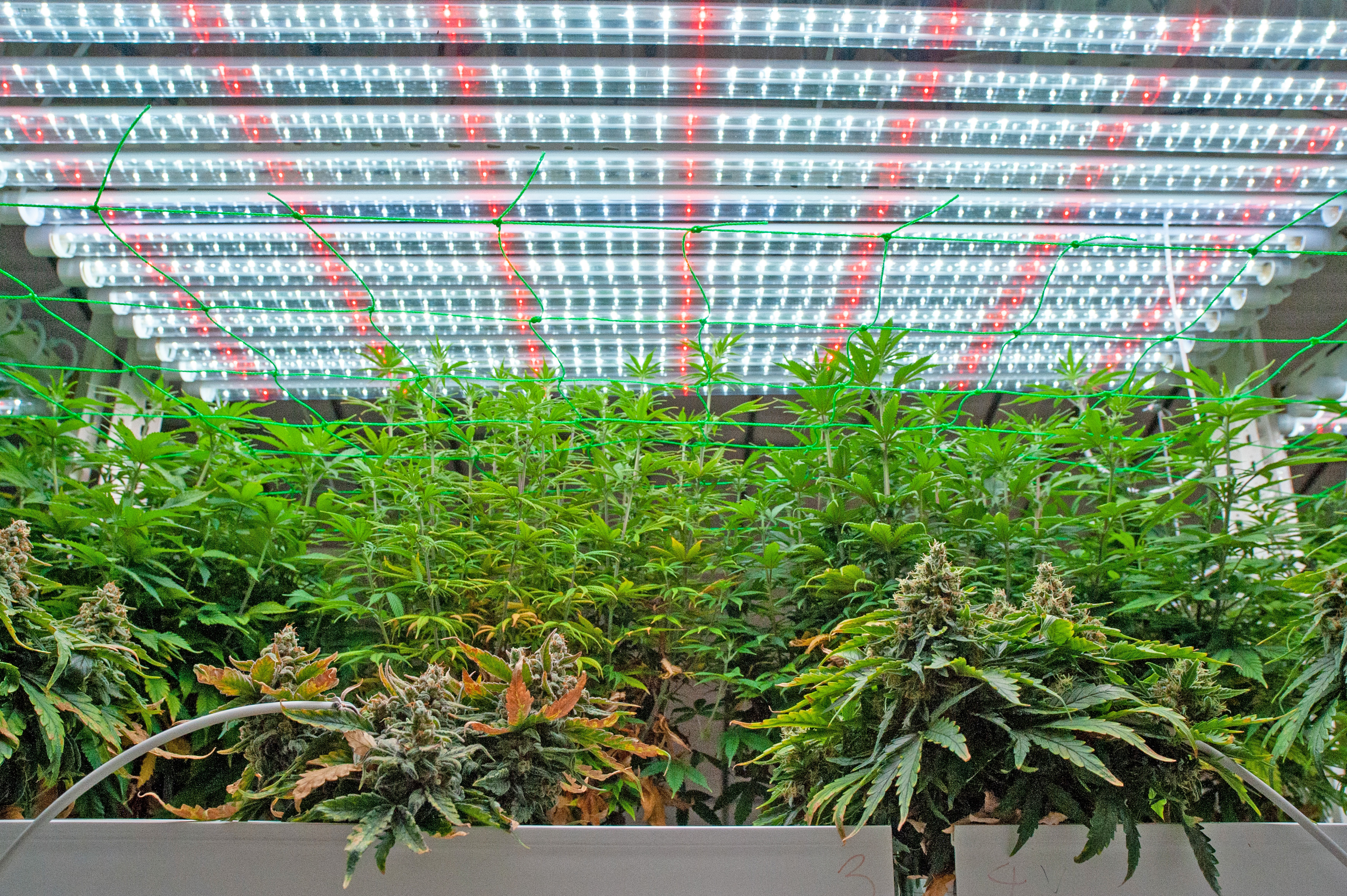 Cannabis, Hemp, Marijuana, Weed, Andong, South Korea