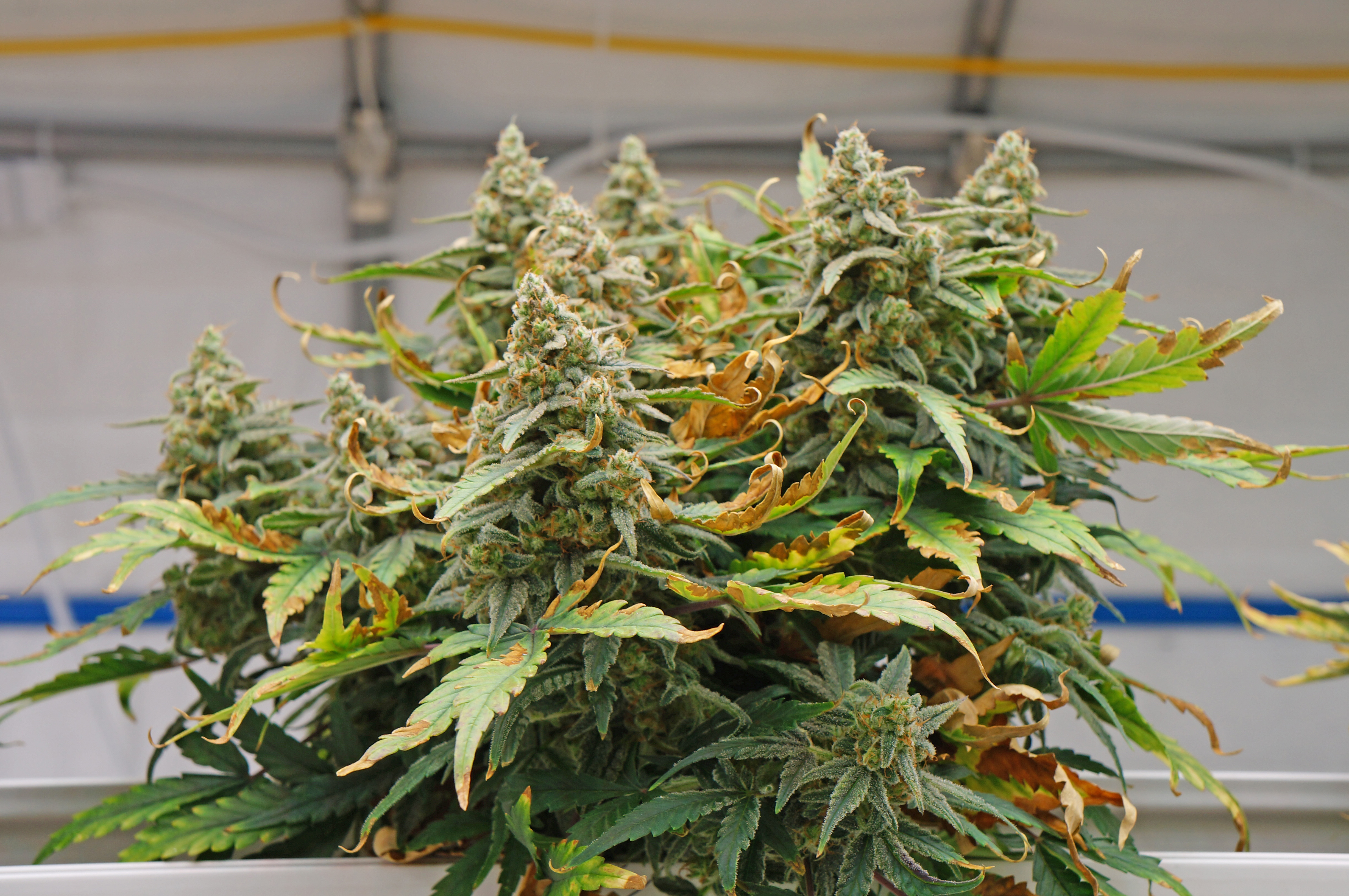 Cannabis, Hemp, Marijuana, Weed, Andong, South Korea