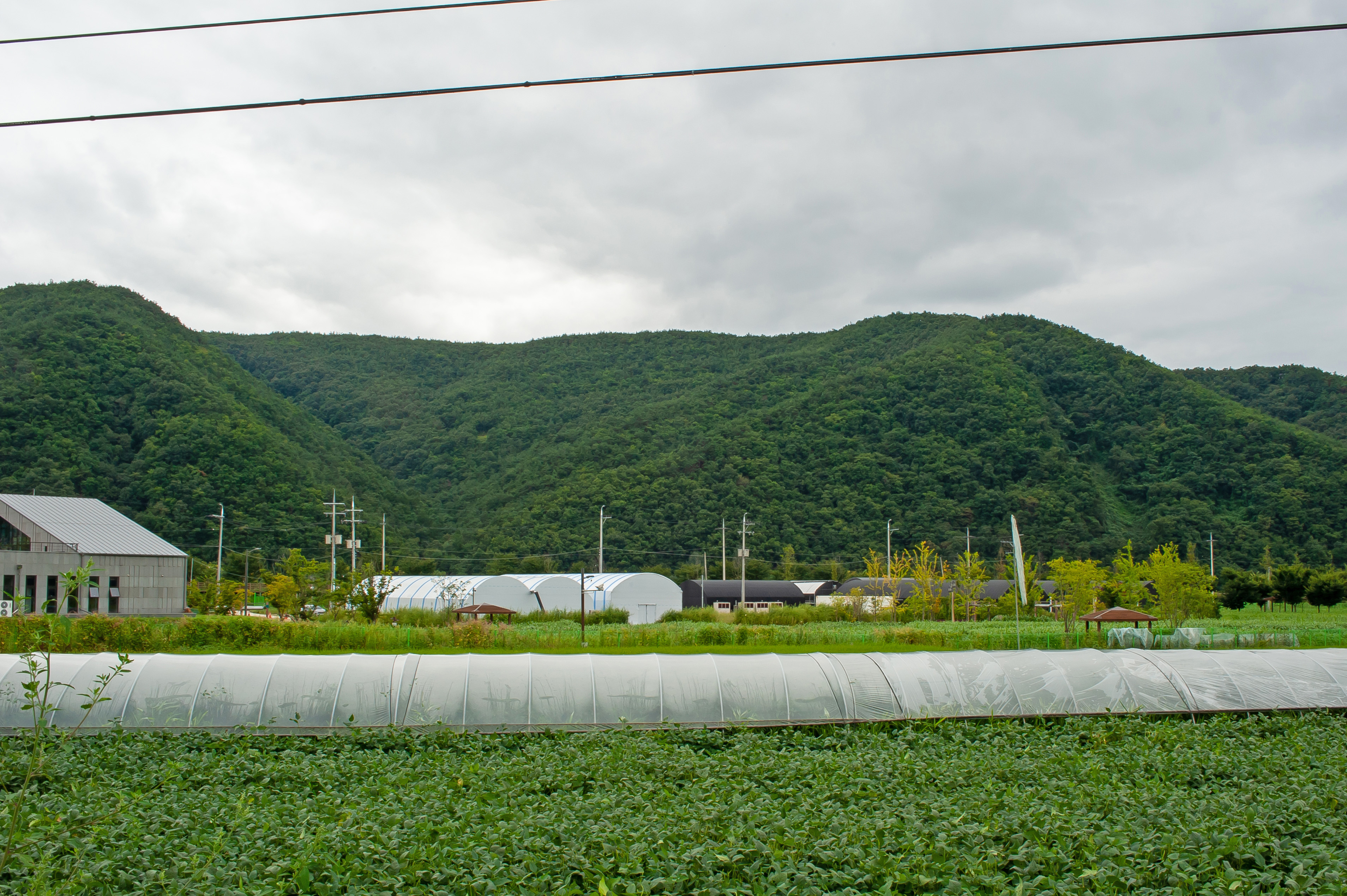 Cannabis, Hemp, Marijuana, Weed, Andong, South Korea