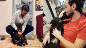 caini de adoptat, caini batrani de adoptie
