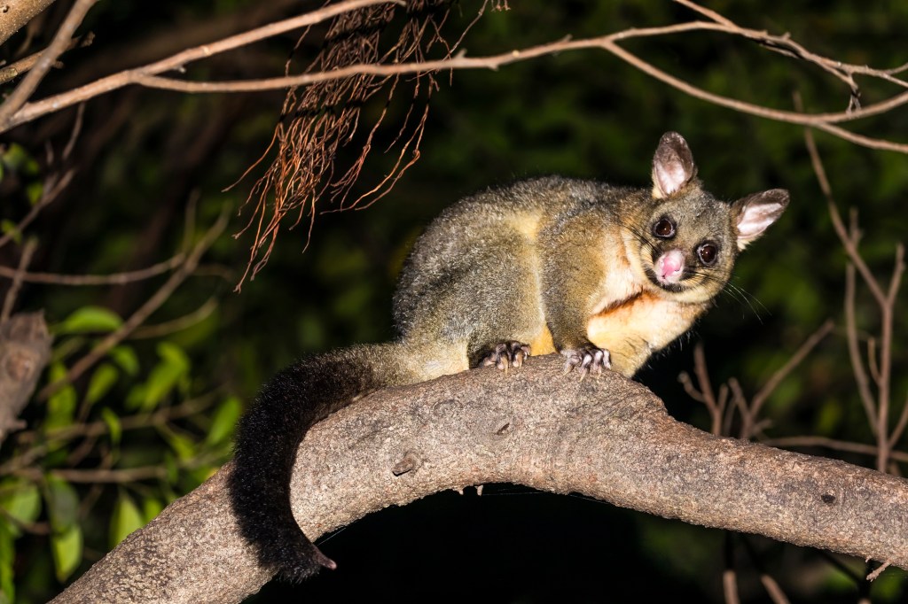 Possum Released Without Charges After Holding Woman Hostage
