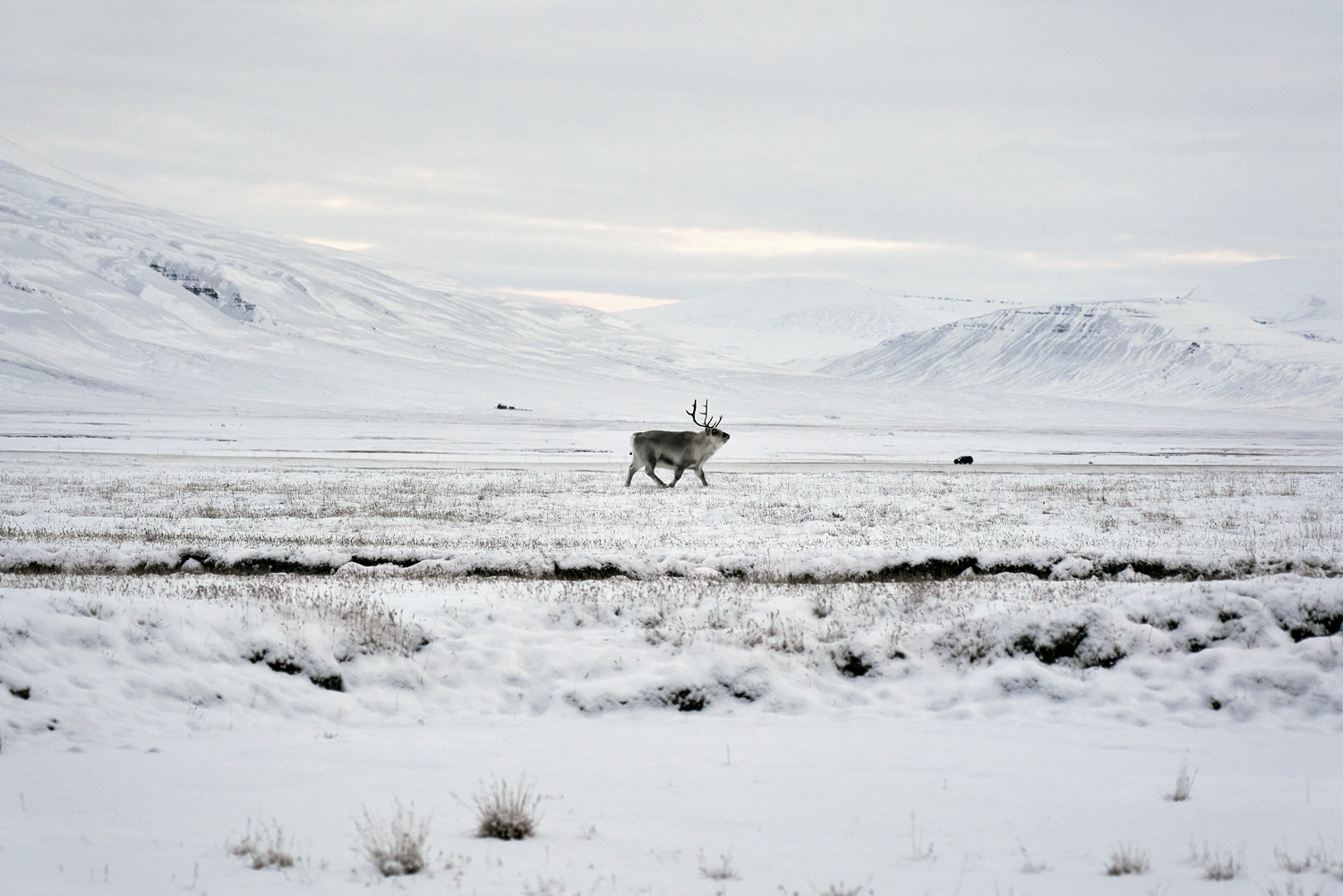 cucina artica Isole Svalbard
