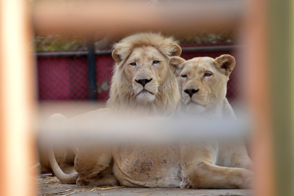 Lions Sedated After Escaping Containers at Major Airport