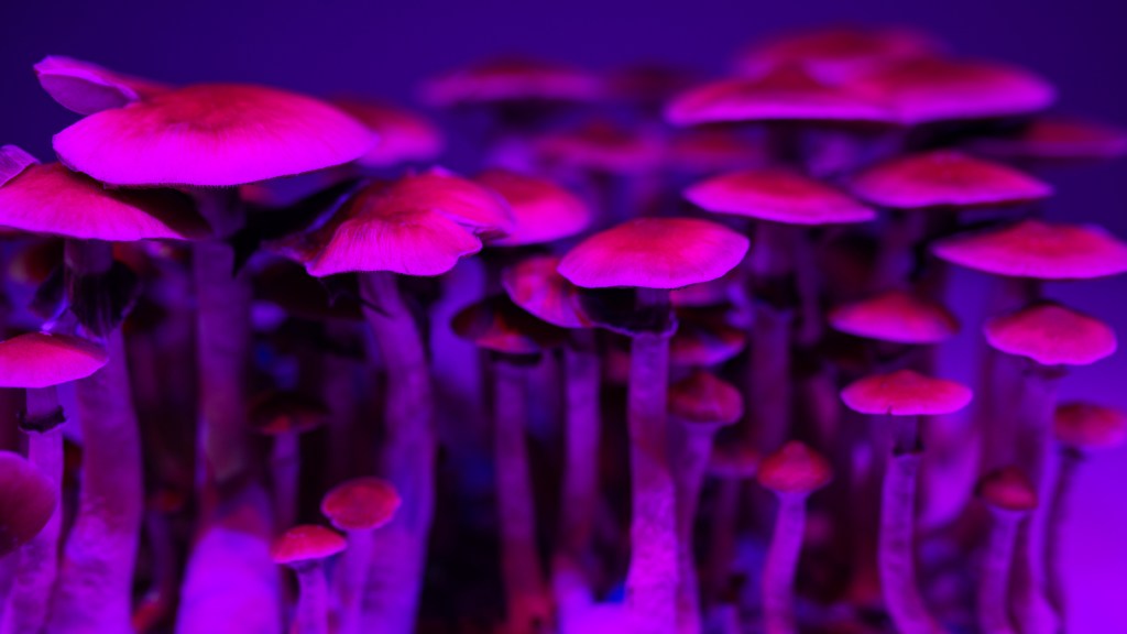Mushrooms in pink and purple fluorescent light.