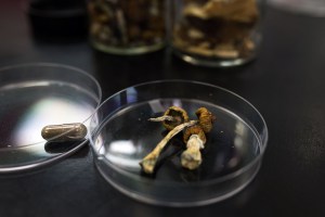 psilocybin