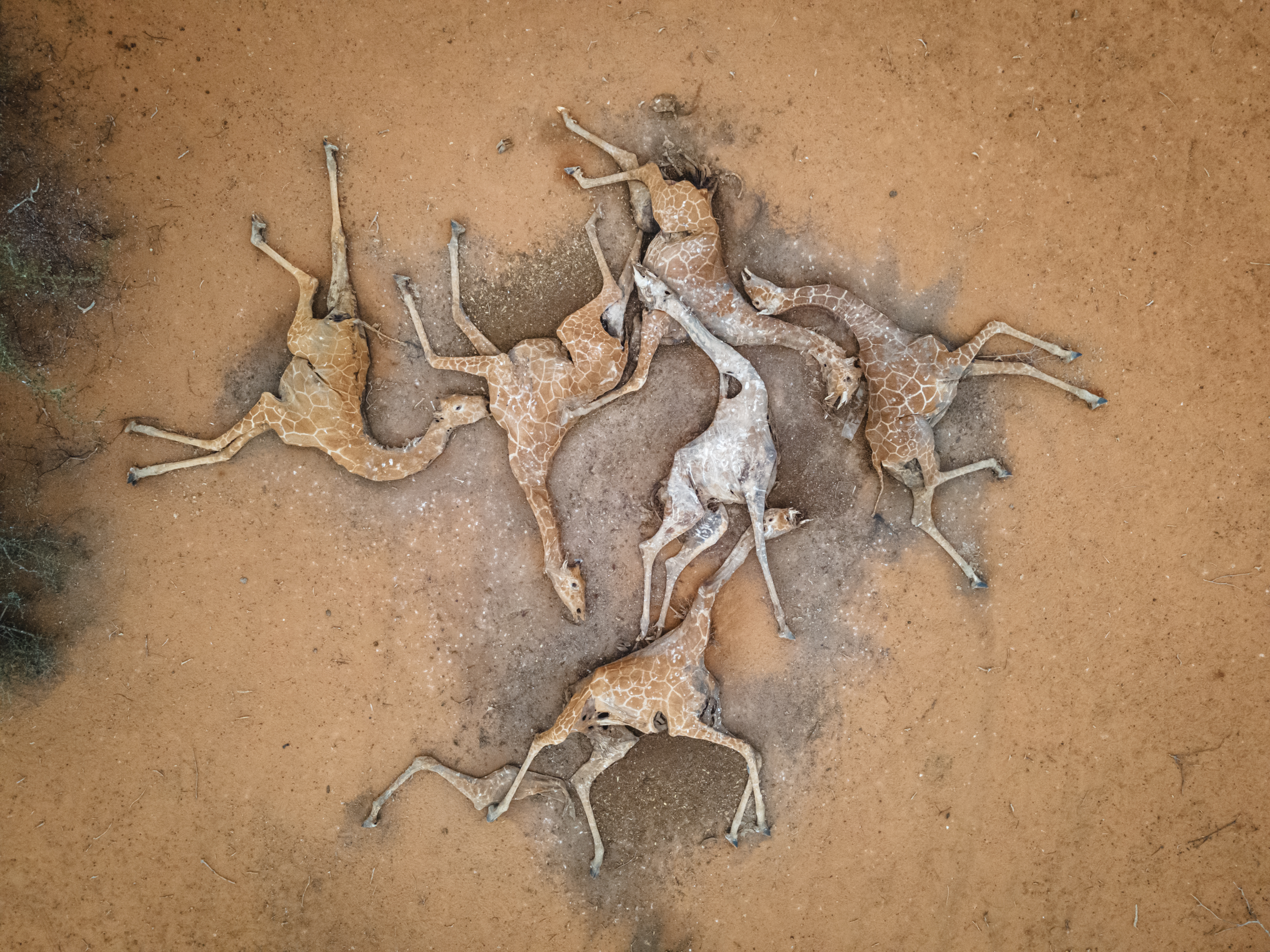 Sei giraffe morte poco fuori il villaggio di Eyrib nel Sabuli Wildlife Conservancy. Foto by Ed Ram/Getty Images