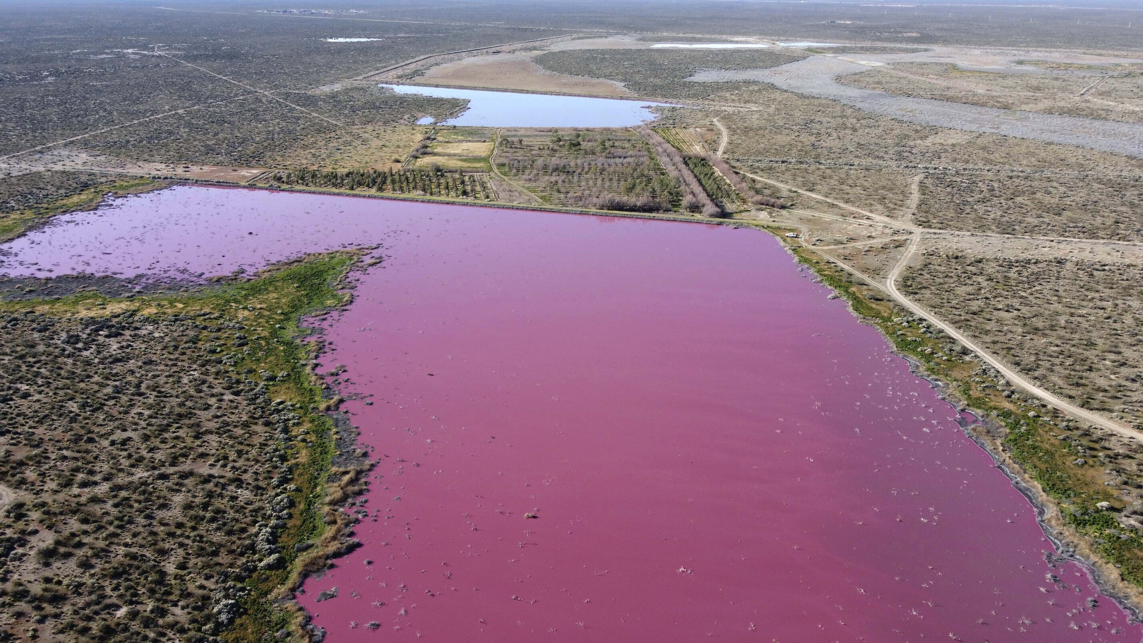 La laguna di Corfo in Argentina, rosa a causa dell'inquinamento. Foto: AP Photo/Daniel Feldman.