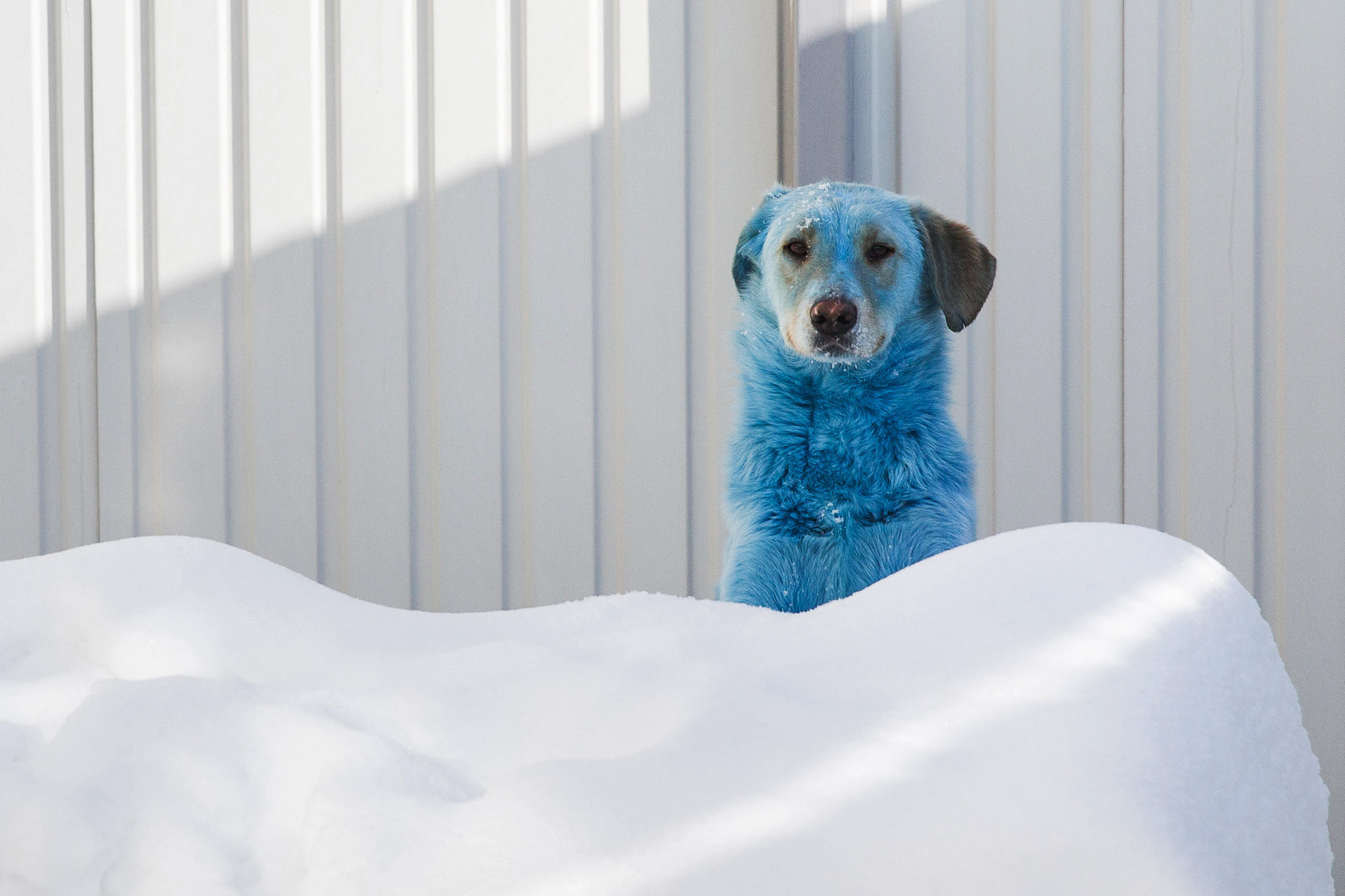 Foto: MIKHAIL SOLUNINTASS VIA GETTY IMAGES