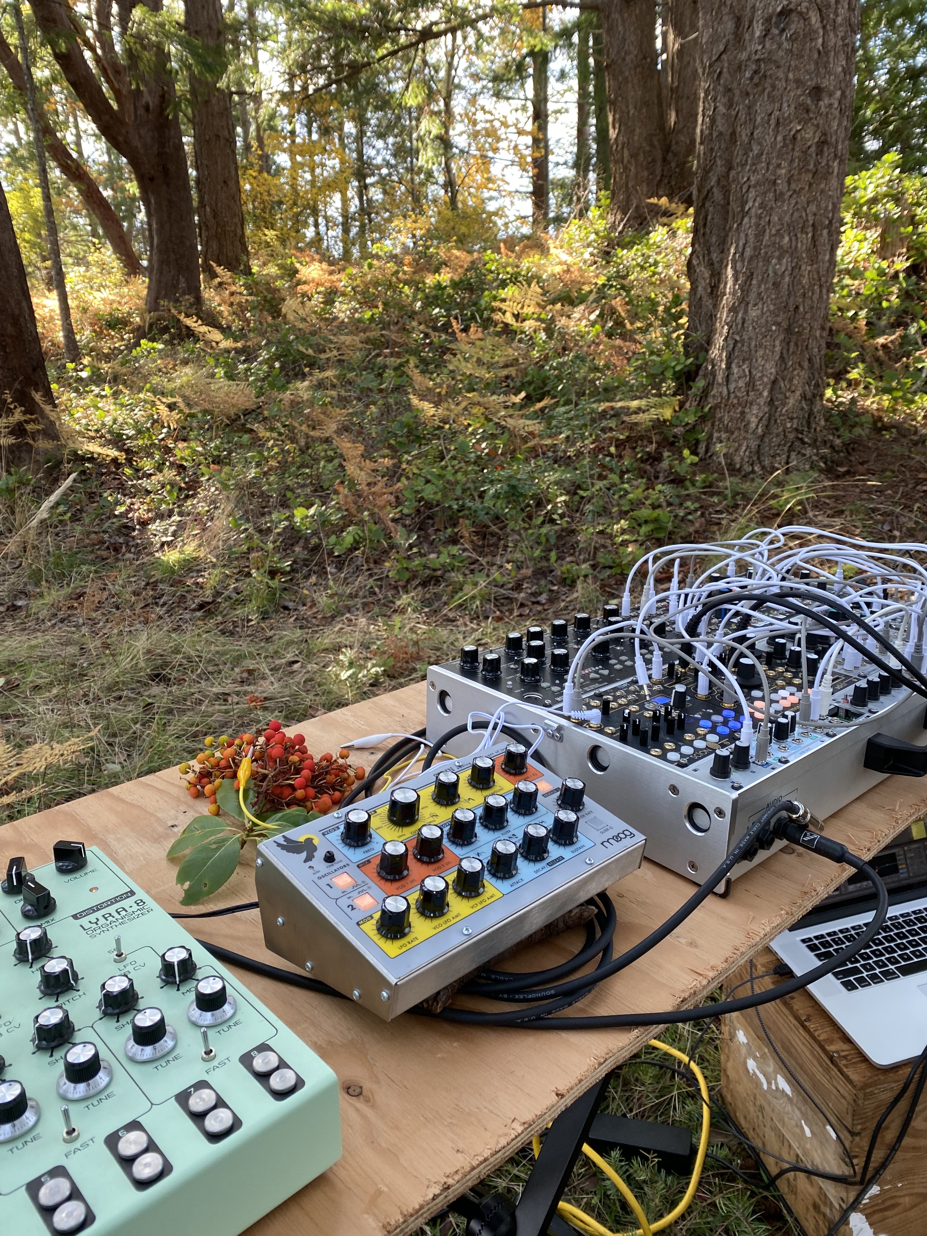 magic mushroom music.jpg