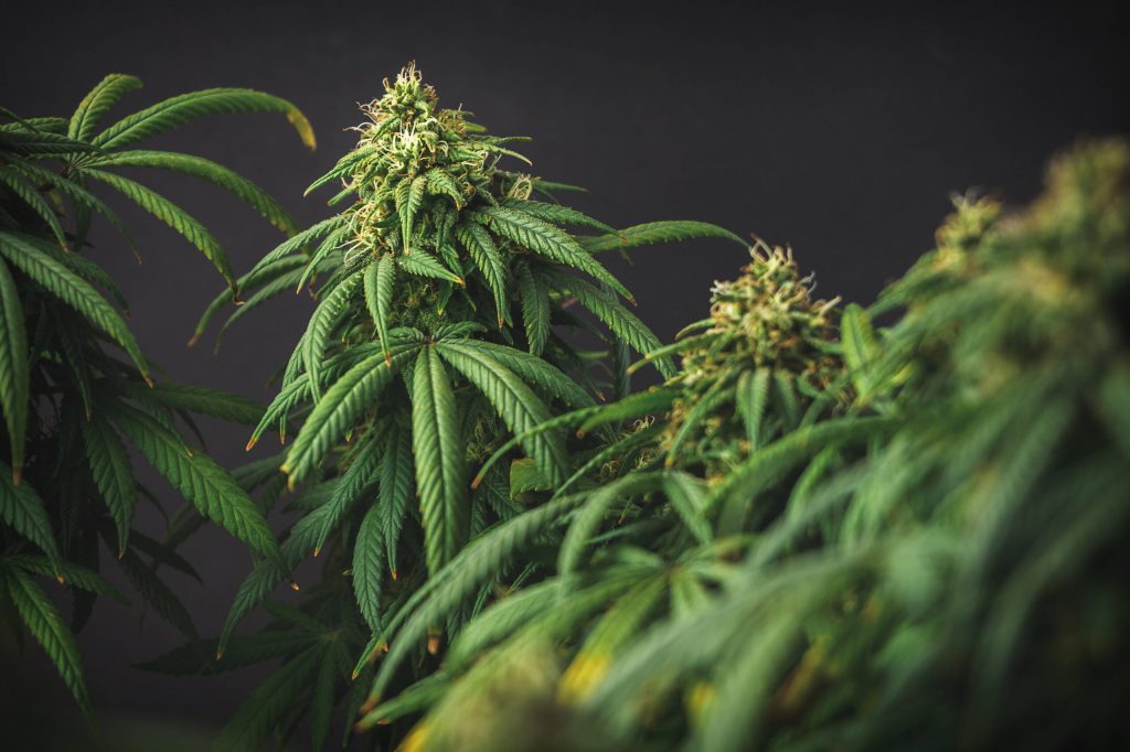 Die Ampel muss Cannabis sofort legalisieren – alles andere wäre feige