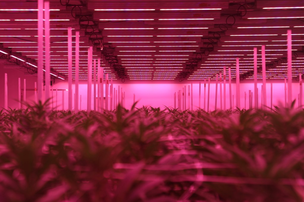 Inside Germany’s Legal Weed Gold Rush