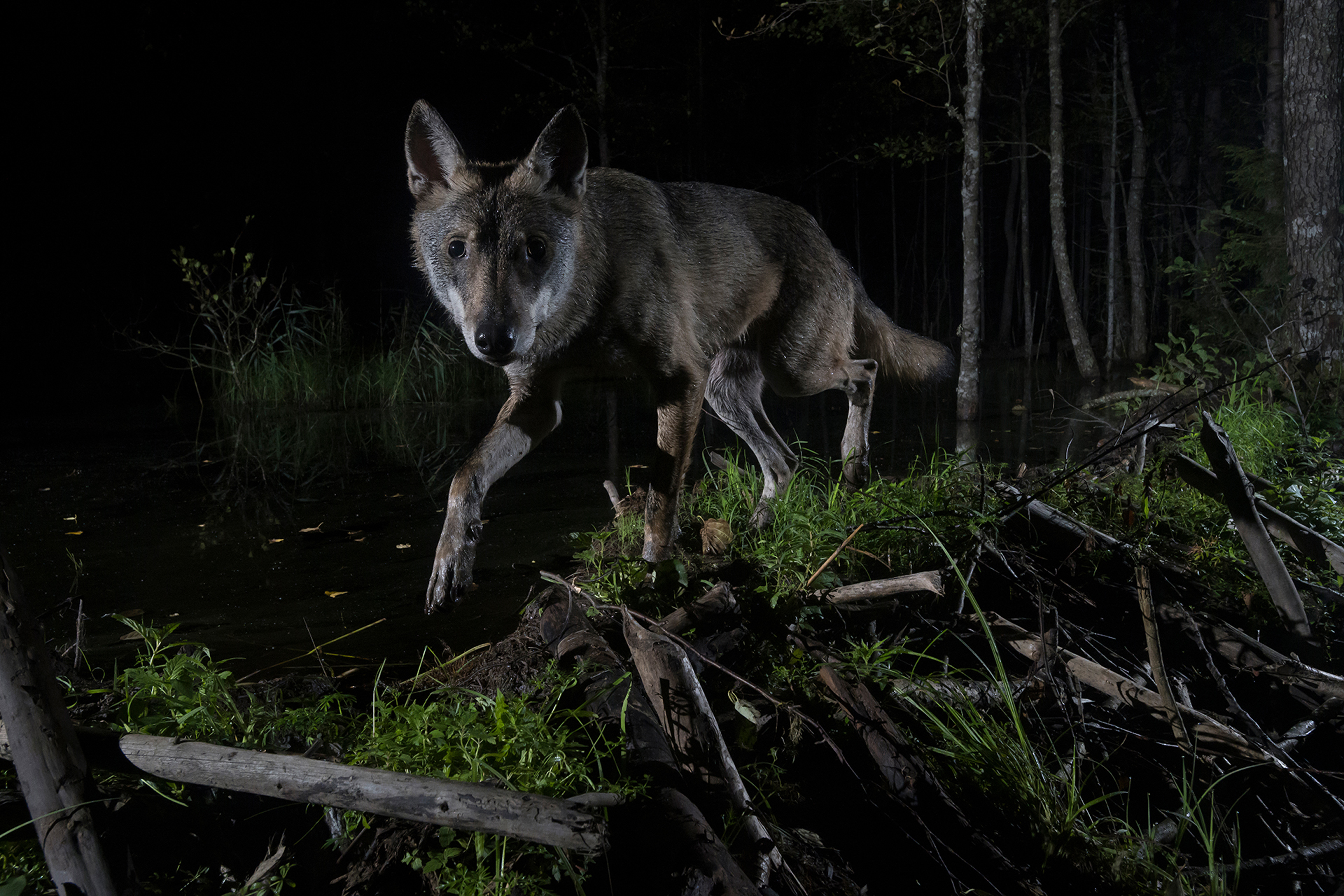 NPOTY Photo Contest 2021-Young Wolf (Canis Lupus)-Aare Udras-Runner-up-C2 Mammals.jpg