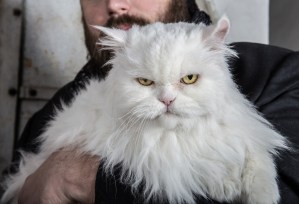 mean manipulative cats pets