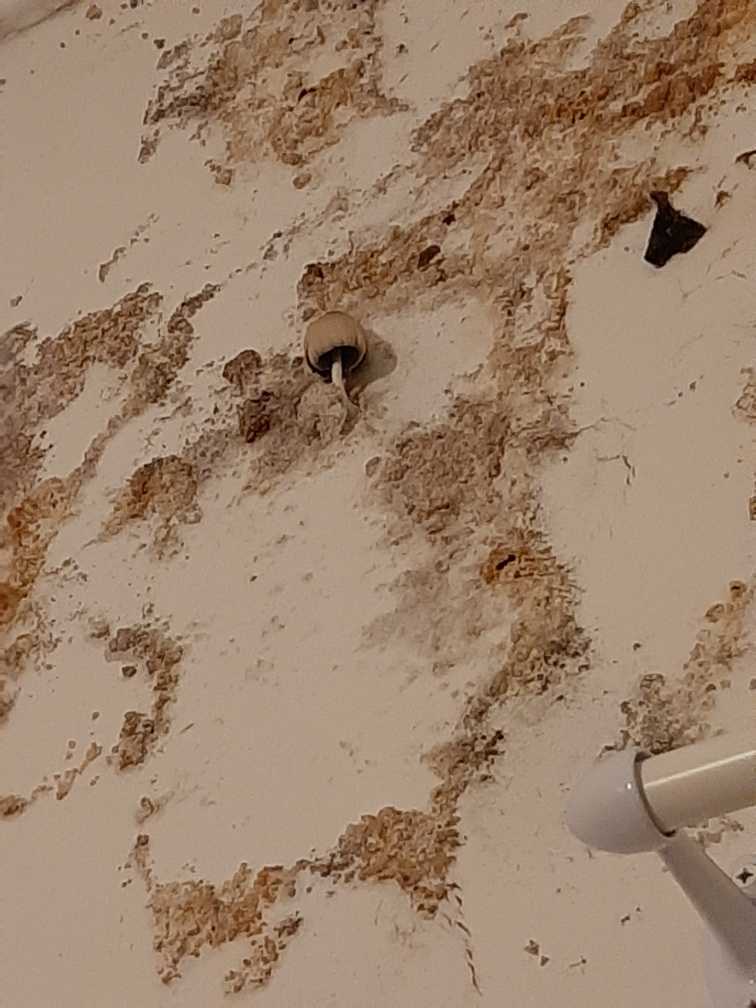 teapa in chirie, teapa luata de chiriasi