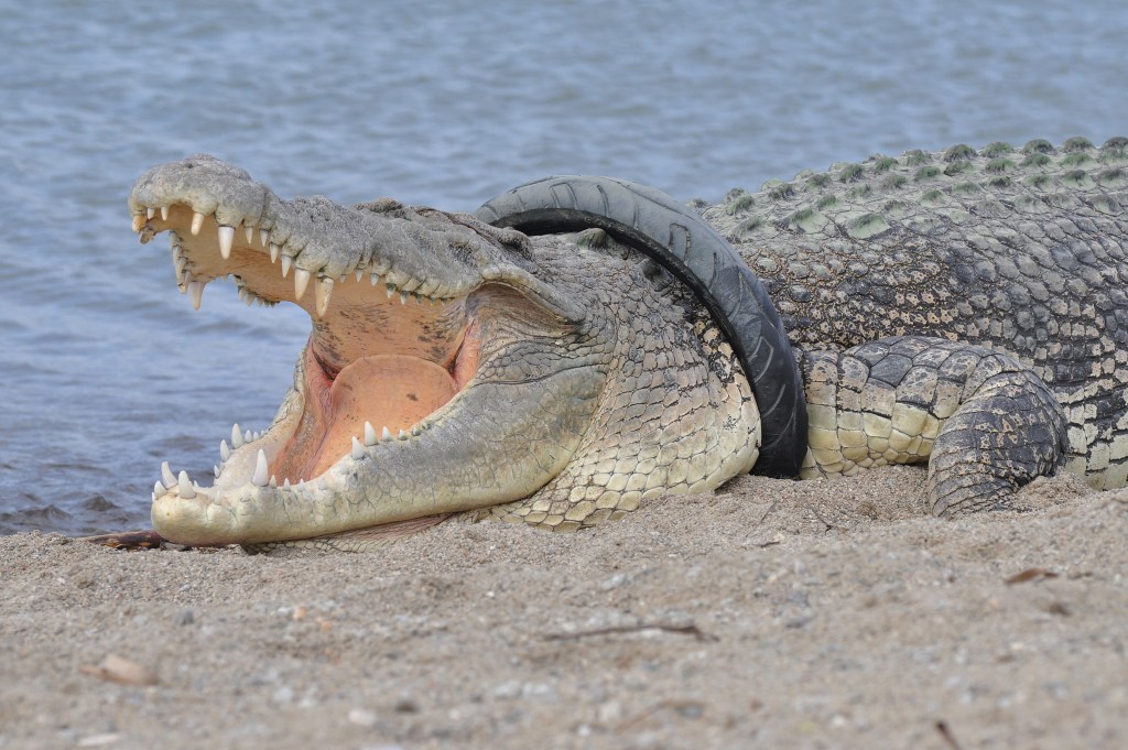 Daring Rescue Op Successfully Frees Crocodile Trapped in Tyre for 6 Years