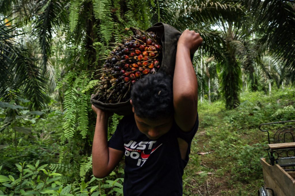 Tak Cuma di Kasus Kerangkeng Manusia, Kebun Sawit Sumut Marak Perbudakan Modern