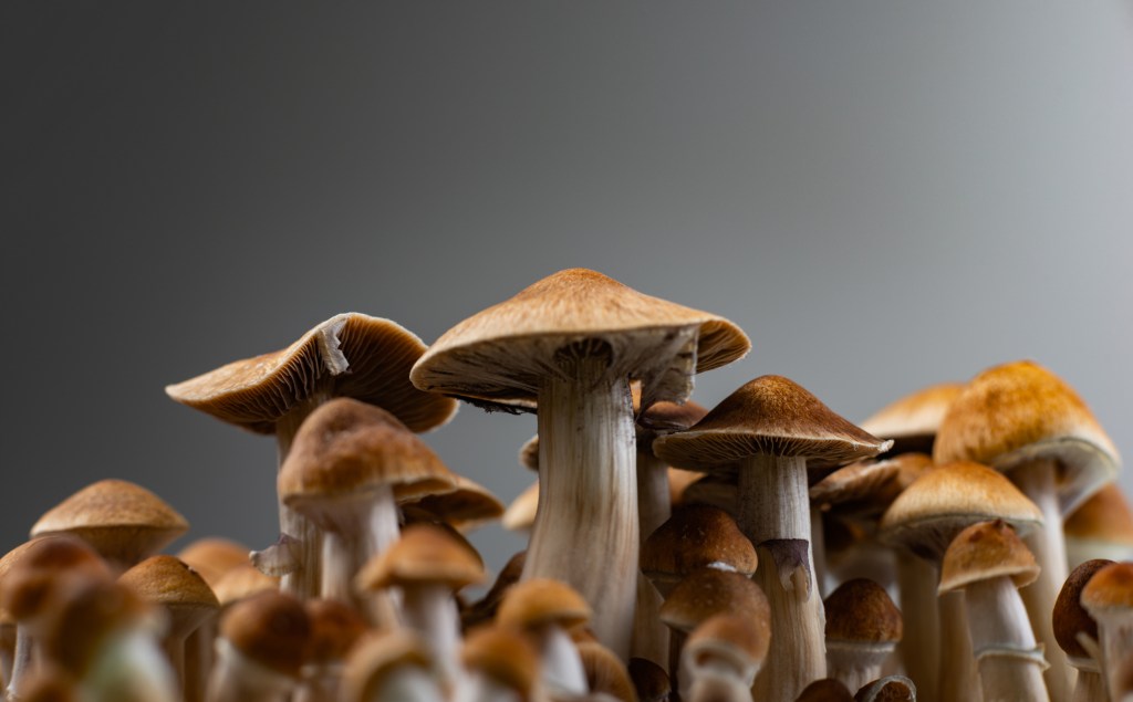 Mushrooms with a gray background.