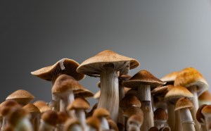 Mushrooms with a gray background.