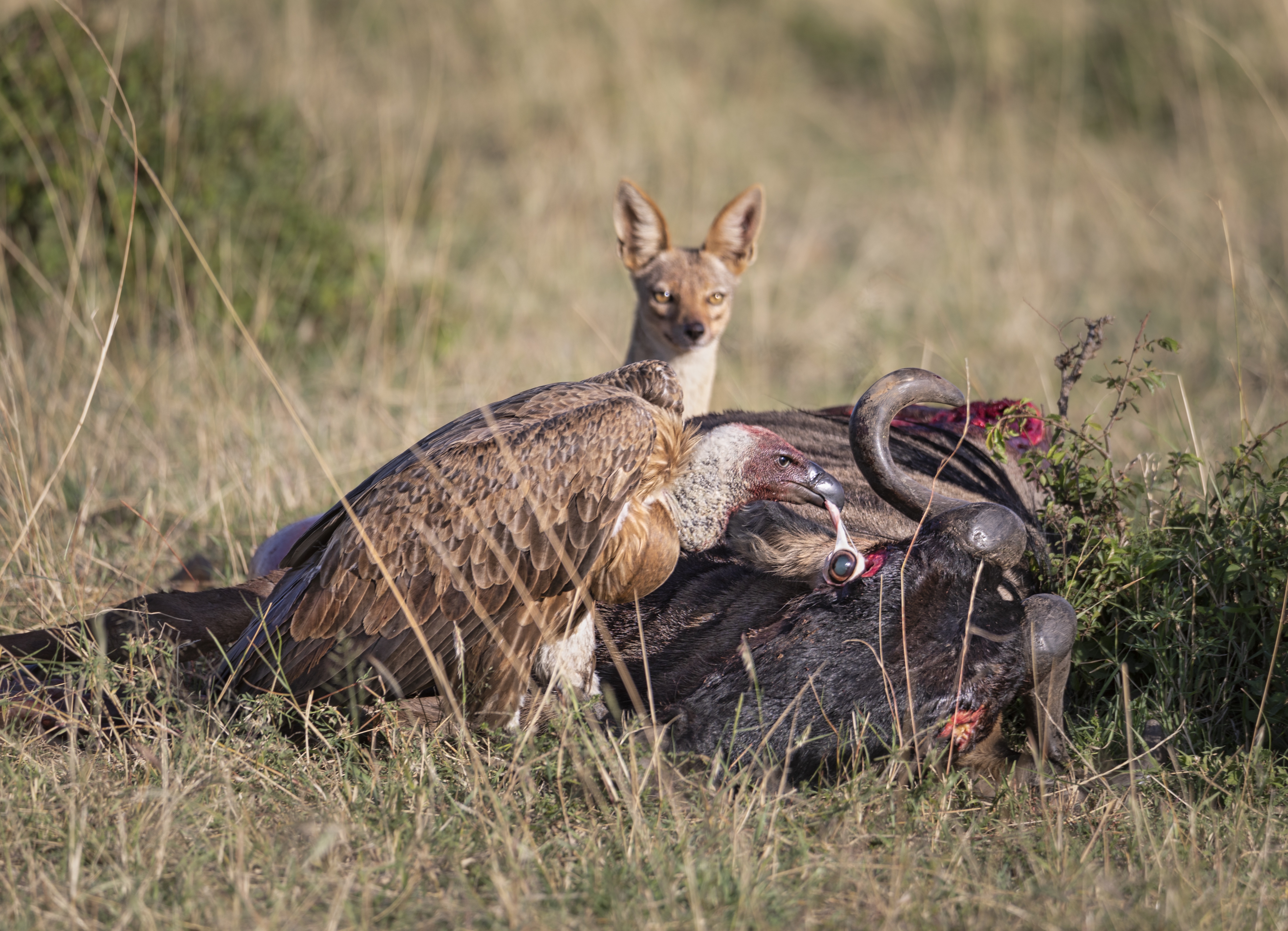 Ein Geier frisst das Auge eines toten Gnus, im Hintergrund beobachtet ein Fuchs die Szenerie