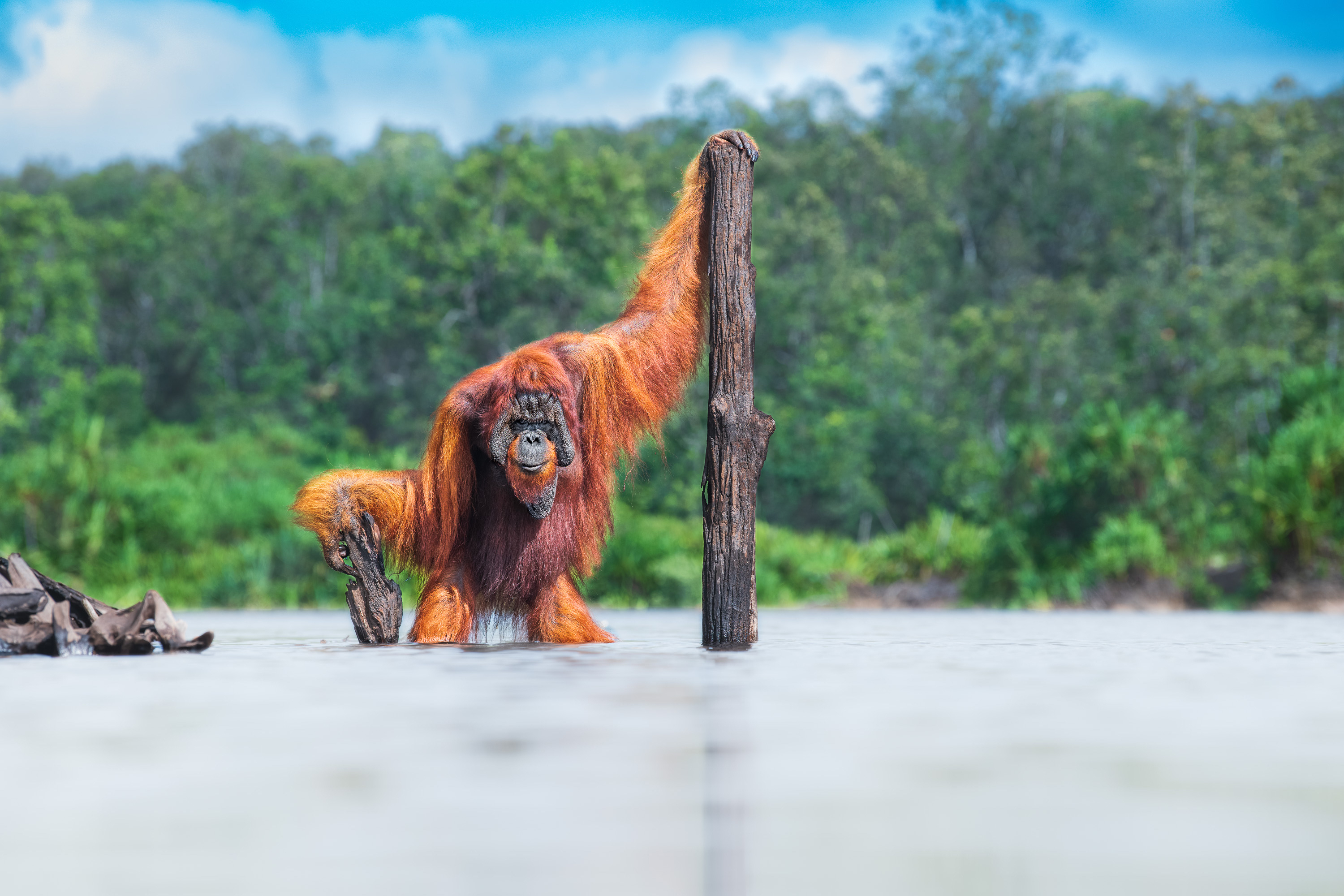 Ein großer männlicher Orang-Utan hält sich in einem Gewässer auf senkrecht herausstehenden Baumstümpfen