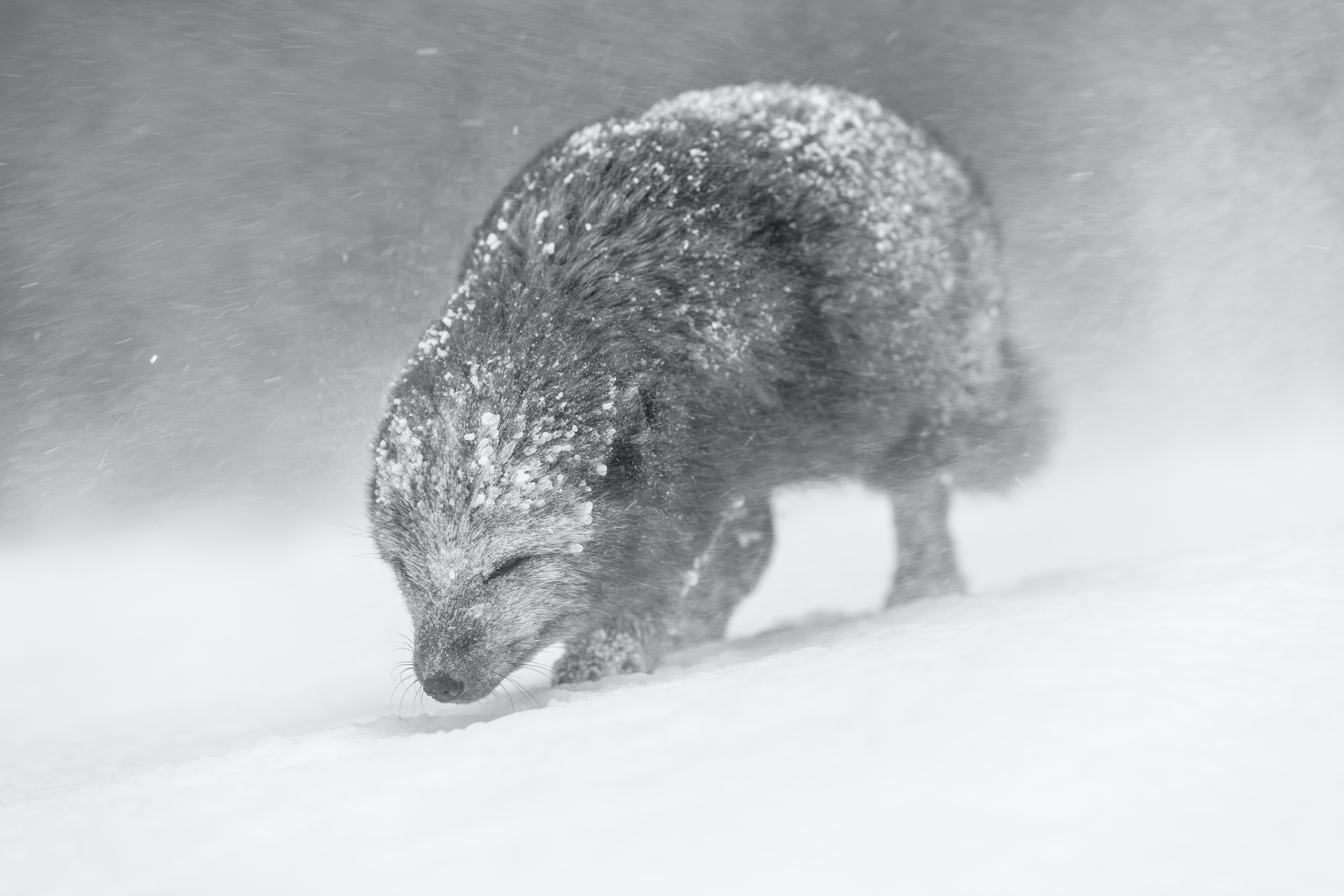 Schwarz-Weiß-Foto von eine pelzigen Fuchs in einem Schneesturm