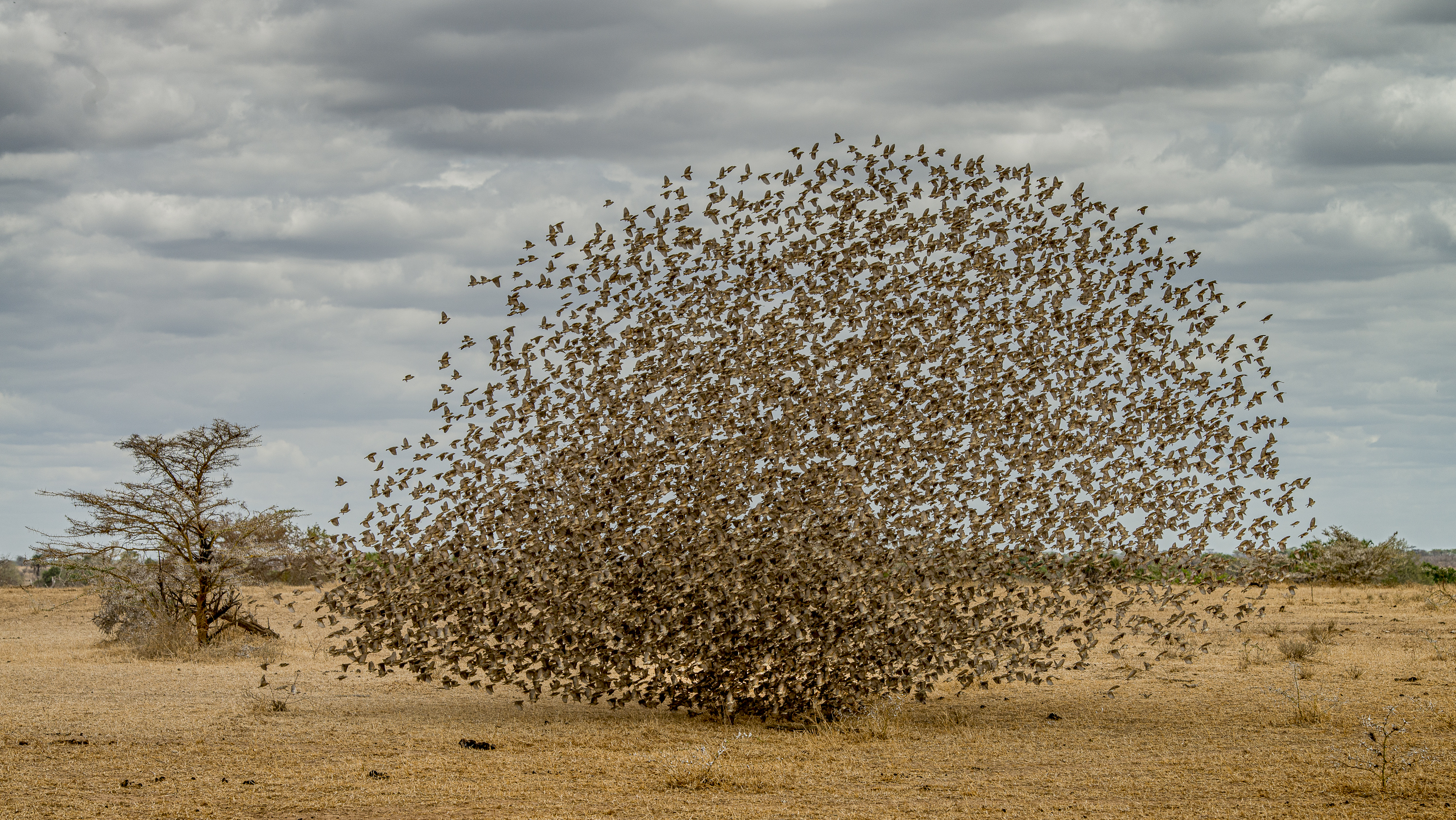 Ein fast kreisrunder Schwarm kleiner Vögel in der Savanne