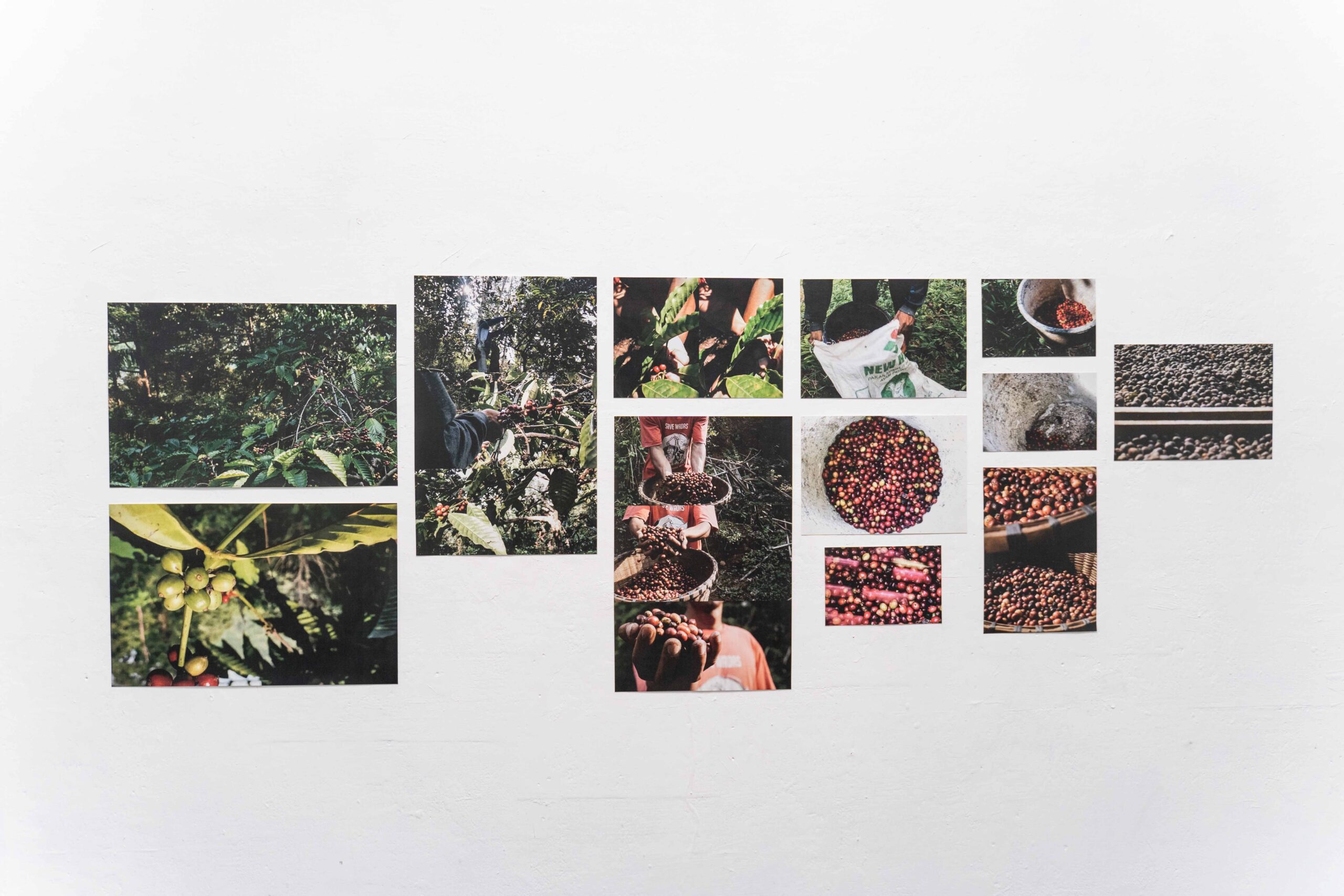 Foto-foto kebun dan pengolahan Kopi Wadas yang turut dipamerkan dalam pameran Kepada Tanah_ Hidup dan Masa Depan Wadas (Photo by_ Alfian Widi).jpg