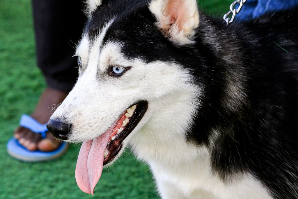 Video Tragis Pemilik Siberian Husky Histeris, Anjingnya Dijagal Tukang Bangunan