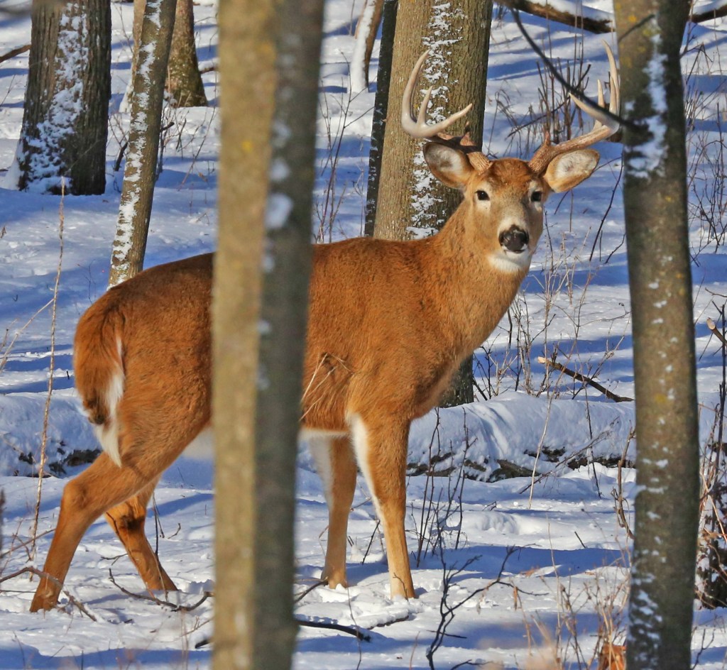 A ‘Zombie Disease’ Is Killing Off Canadian Deer