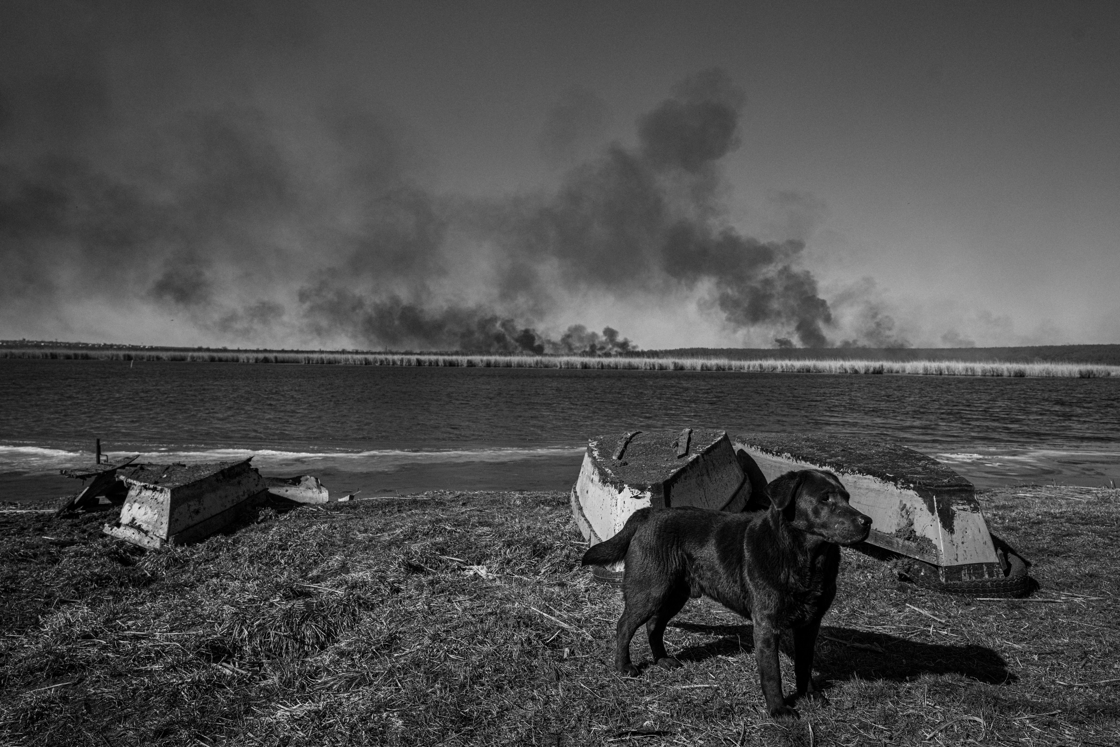 A dog stands in the foreground of a burning field after a strike.