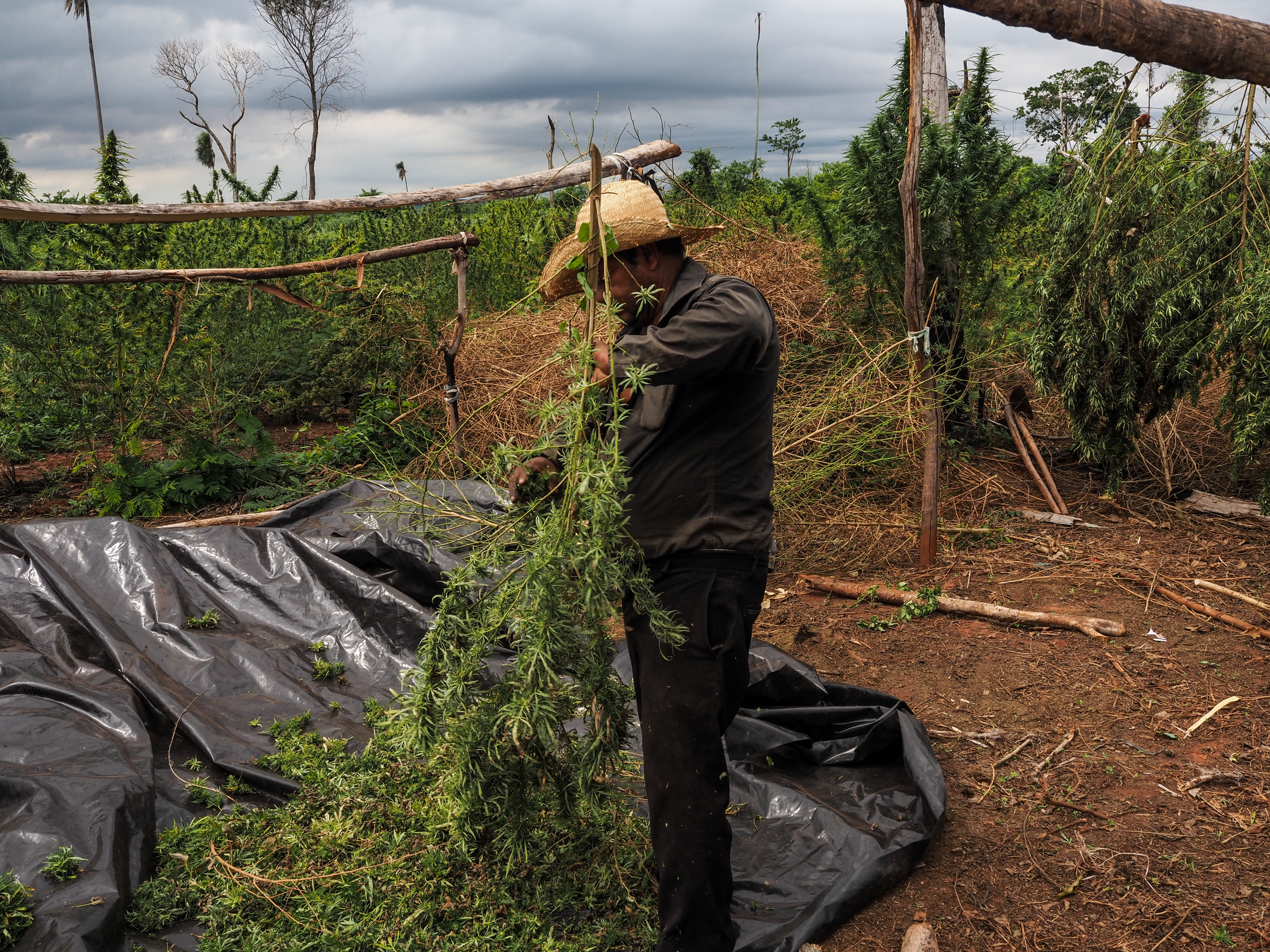 Juan Tends to his Marijuana Plants.jpg