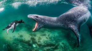 wildlife fotografii natura animale ocean salbaticie poze animale cale disparitie concurs