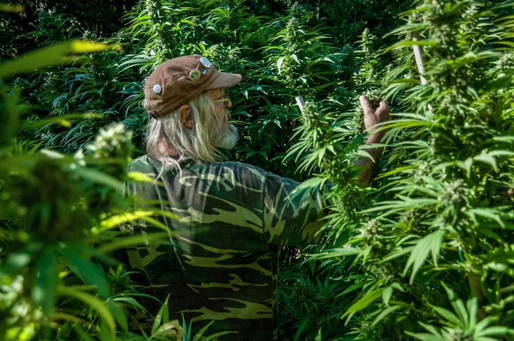 Grüne und FDP wollen Eigenanbau von Cannabis erlauben