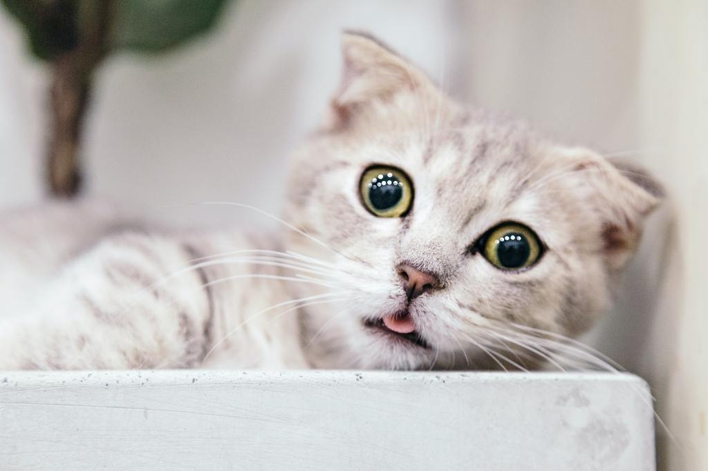 Je kat haat je niet, hij probeert je alleen iets duidelijk te maken
