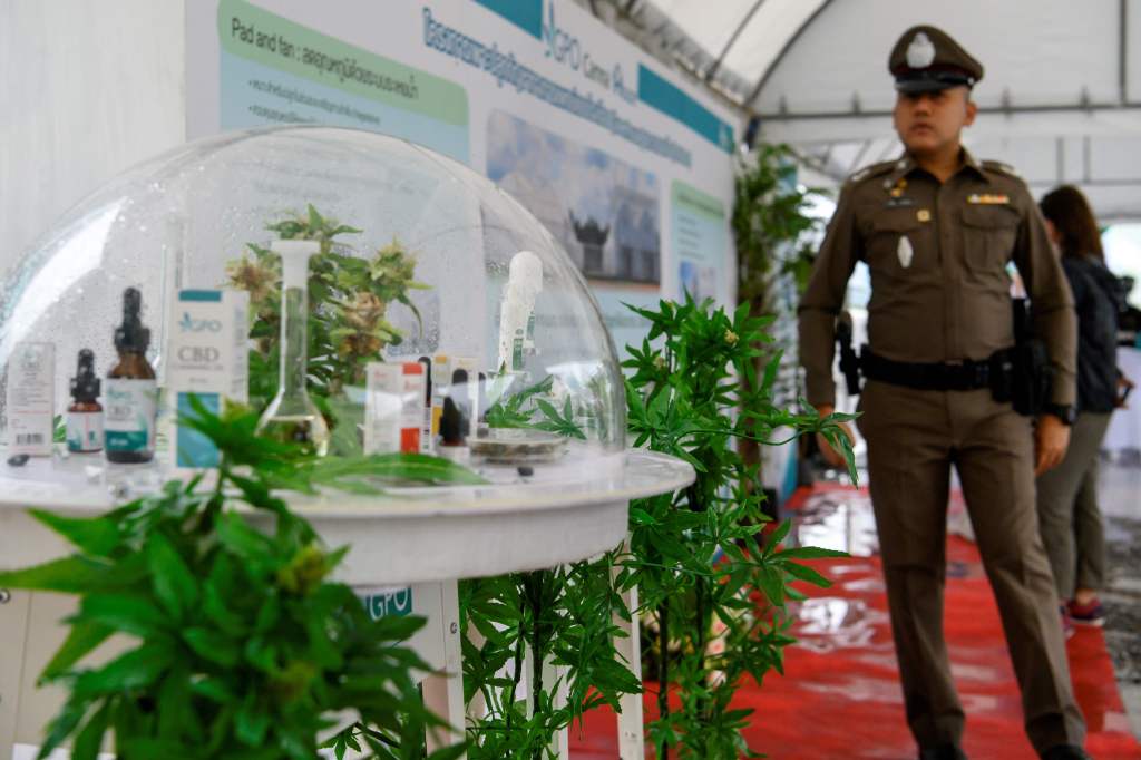 Di Thailand, Polisi Bisa Dinonaktifkan Karena Tangkap Warga yang Tanam Ganja