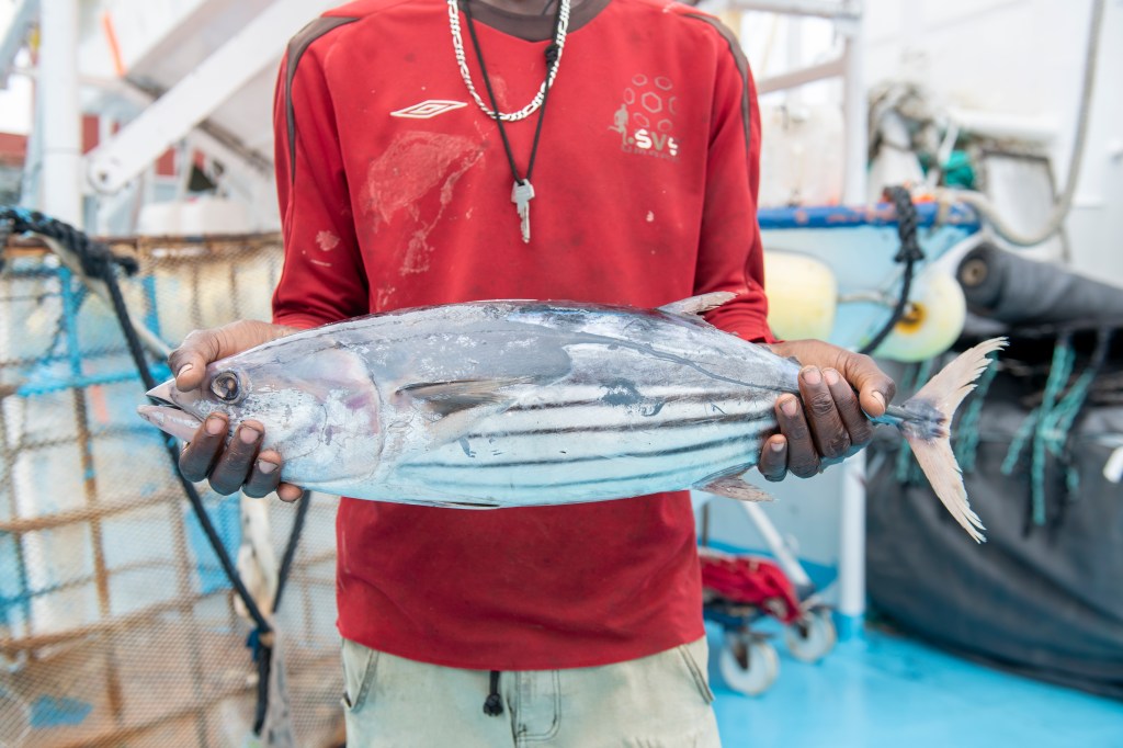 Can Eating Fish Ever Be Sustainable?