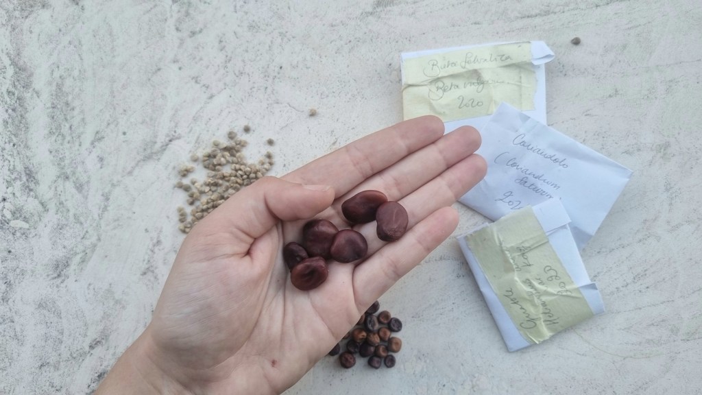 Cos’è lo scambio di semi in agricoltura, e perché è una forma di resistenza
