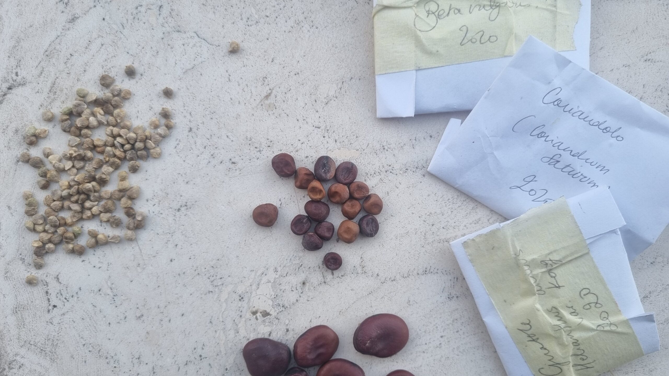 Seed Exchange.jpg
