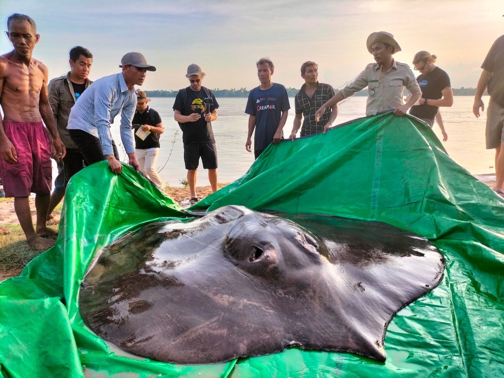 Ikan Air Tawar Terbesar Sedunia Ditemukan Nelayan di Kamboja